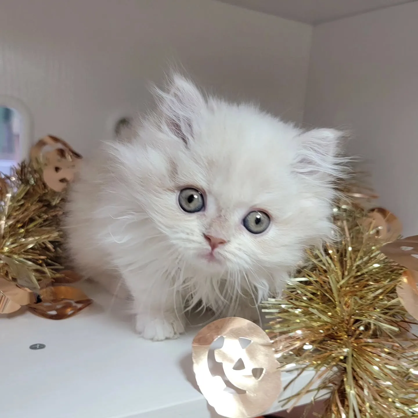 現在ご紹介中のミヌエット足長ちゃん❤️