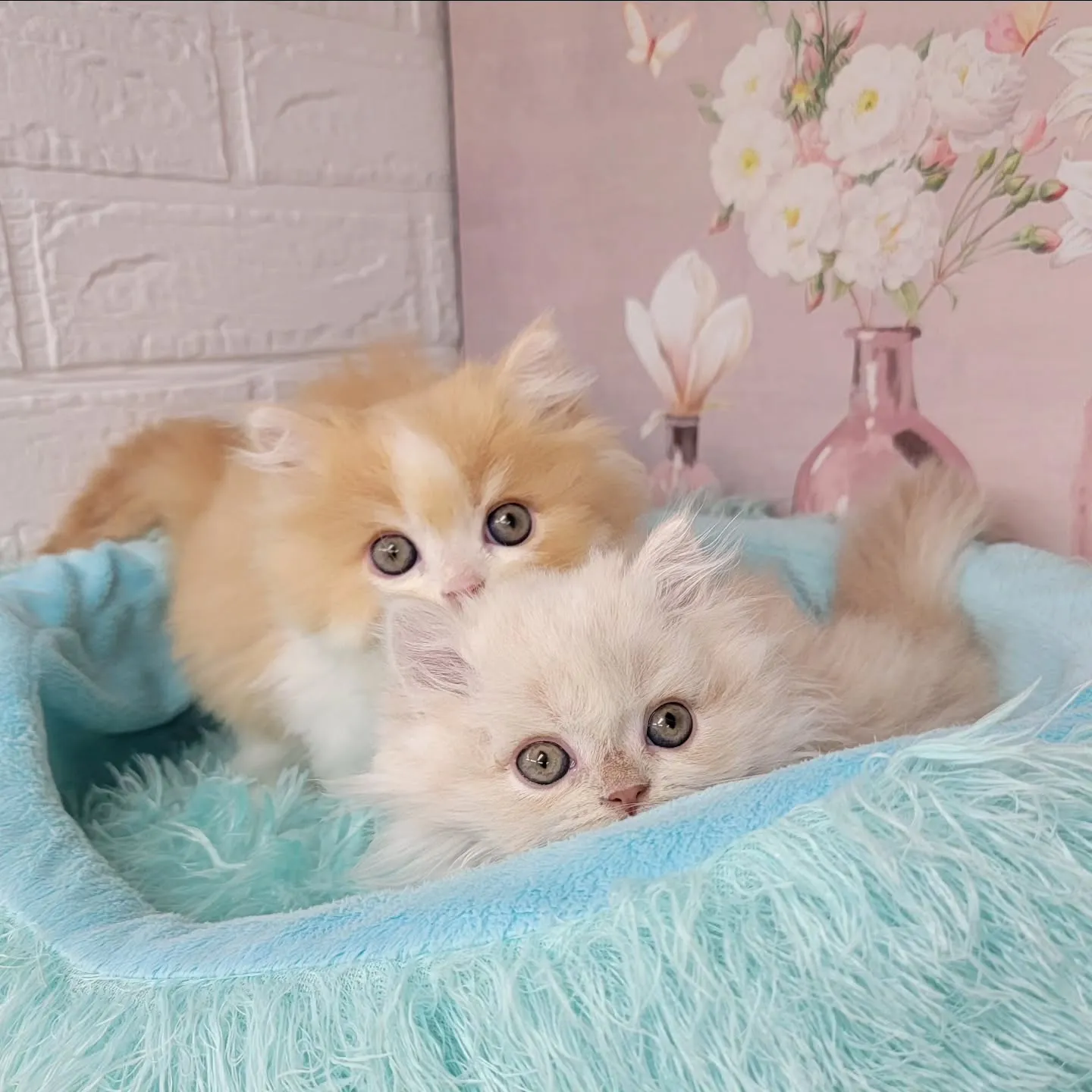 現在ご紹介中のミヌエット足長ちゃん❤️