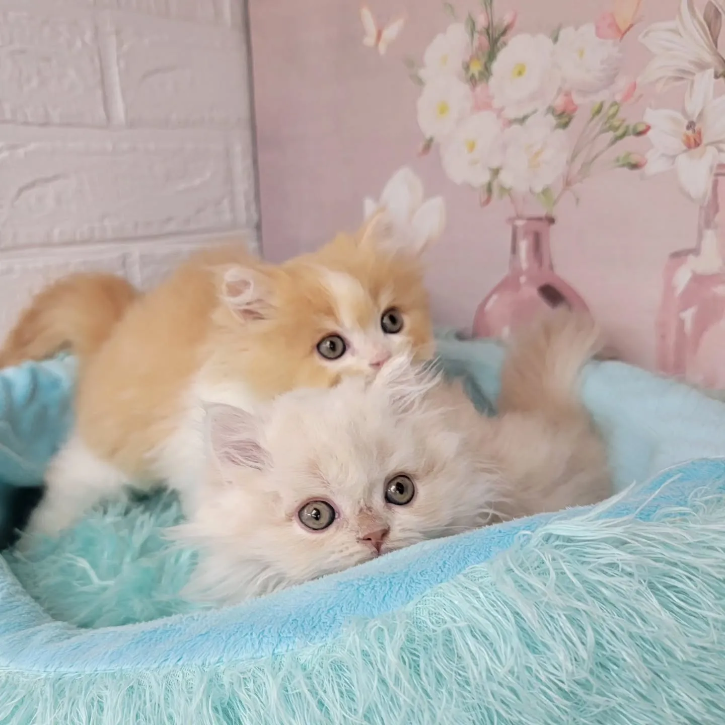 現在ご紹介中のミヌエット足長ちゃん❤️