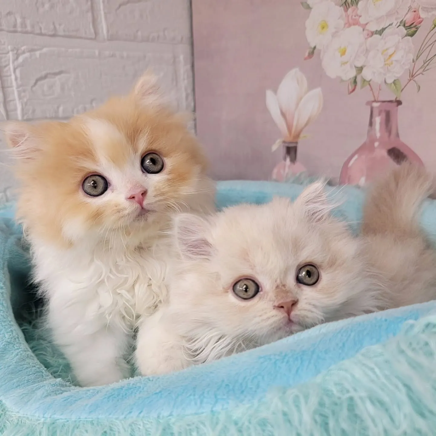 現在ご紹介中のミヌエット足長ちゃん❤️