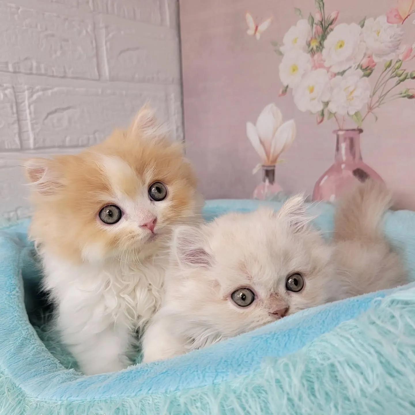 現在ご紹介中のミヌエット足長ちゃん❤️