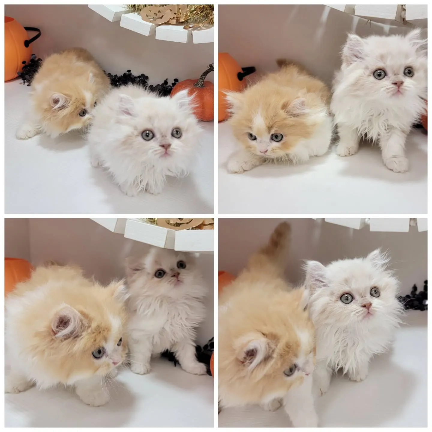 現在ご紹介中のミヌエット足長ちゃん❤️