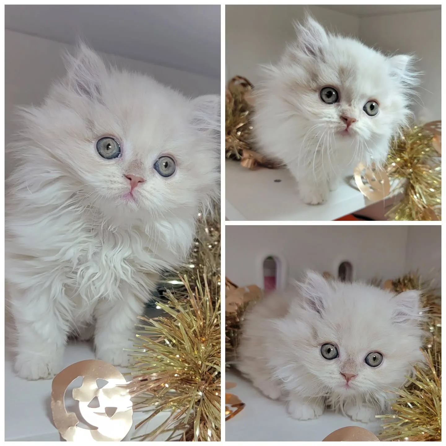 現在ご紹介中のミヌエット足長ちゃん❤️