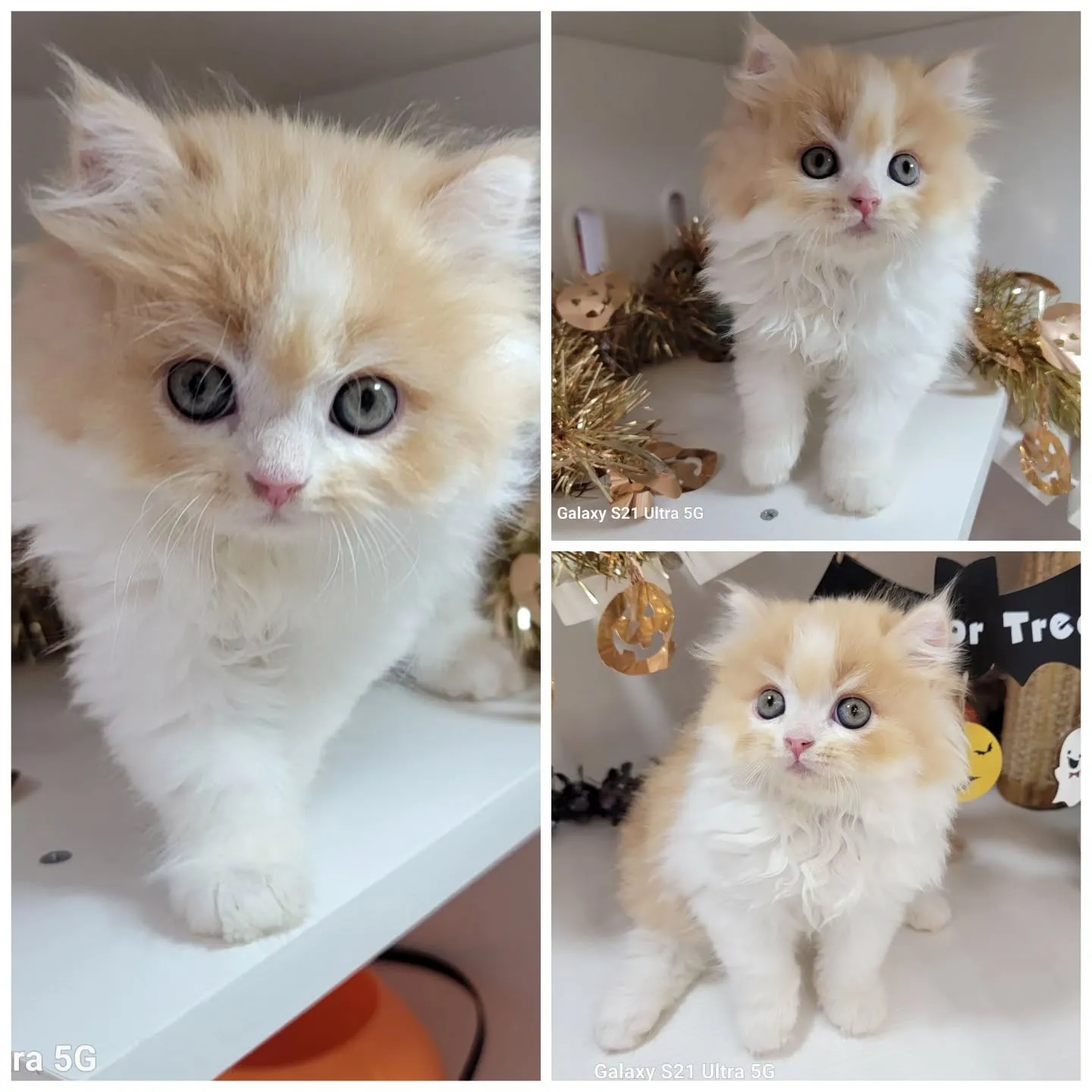 現在ご紹介中のミヌエット足長ちゃん❤️