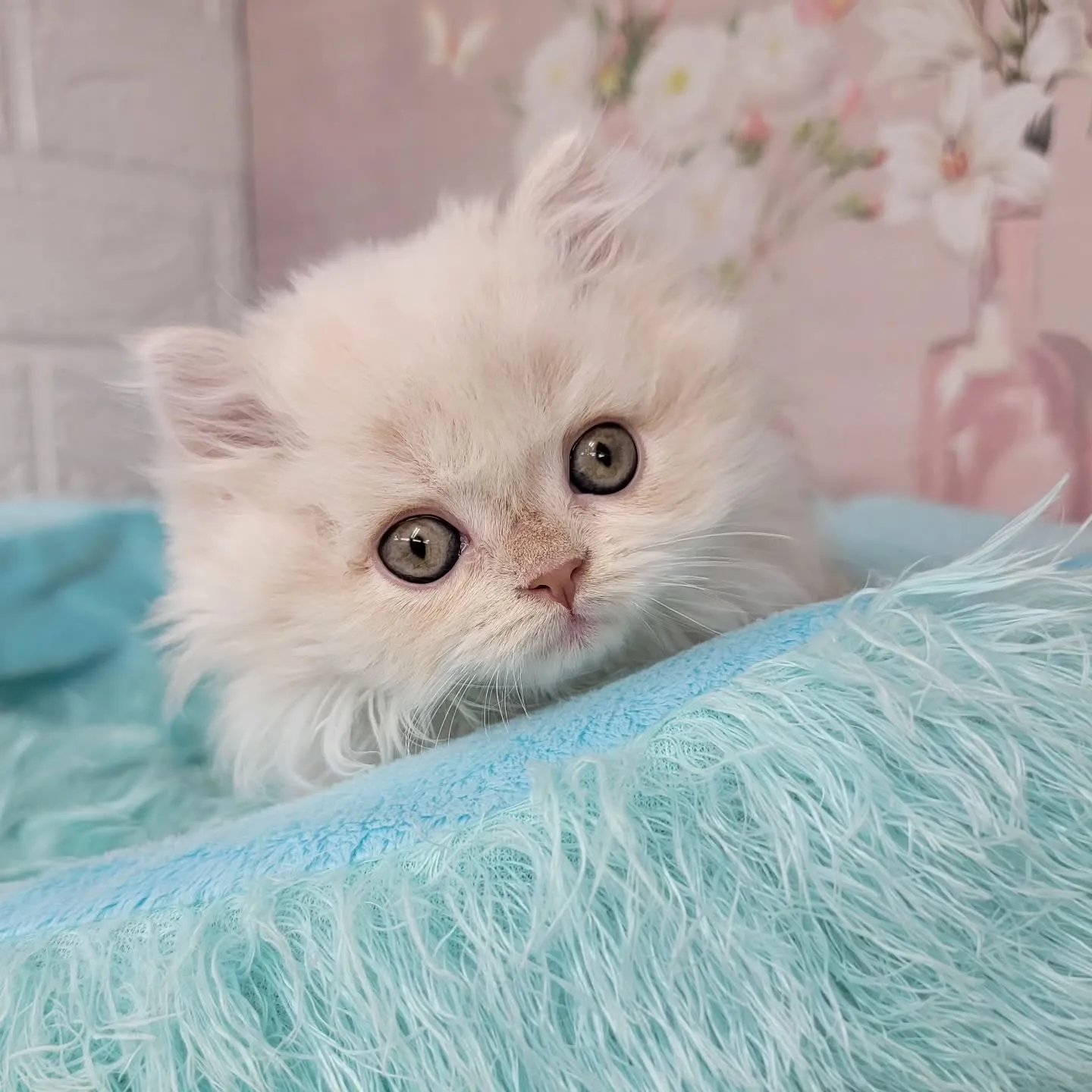 現在ご紹介中のミヌエット足長ちゃん❤️