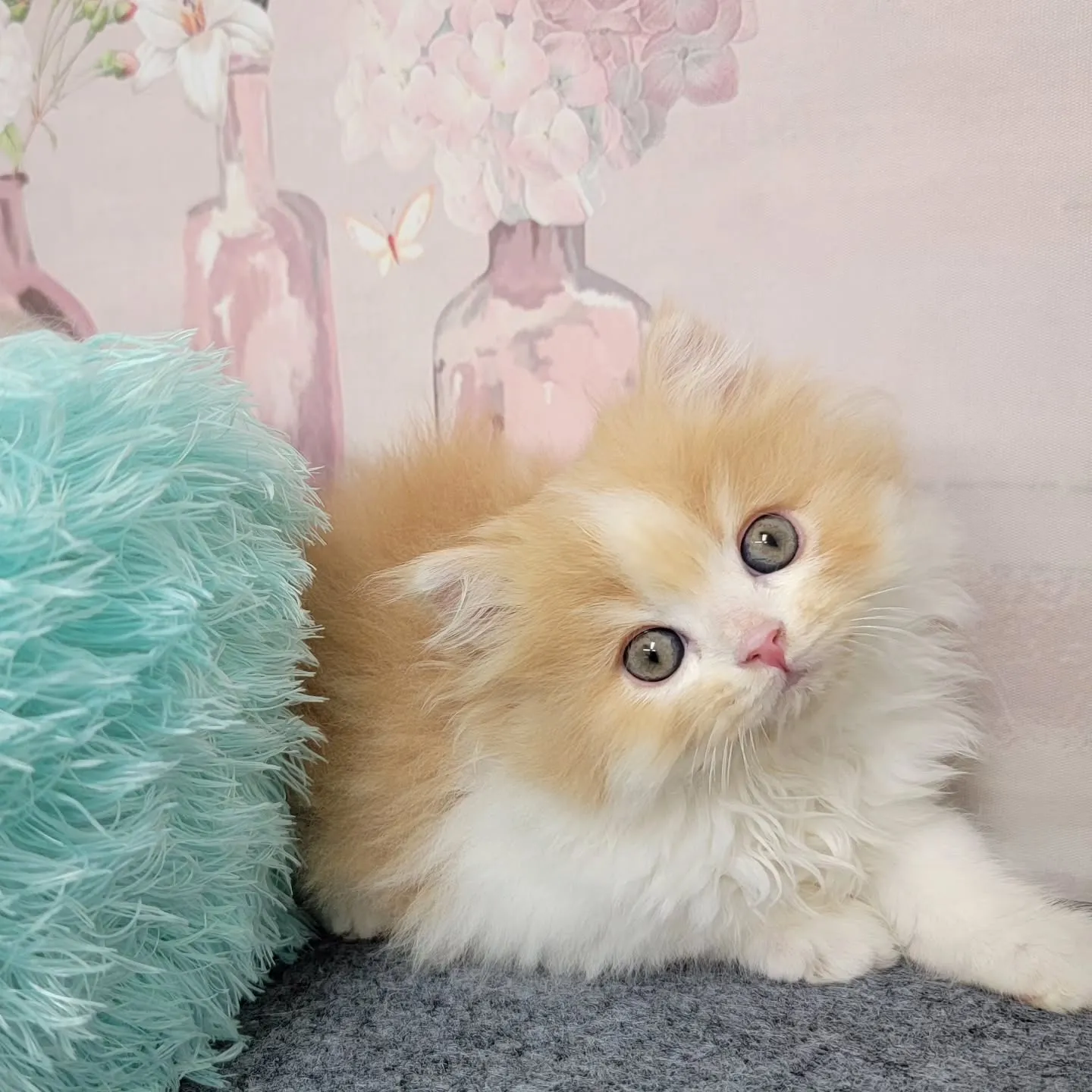 現在ご紹介中のミヌエット足長ちゃん❤️