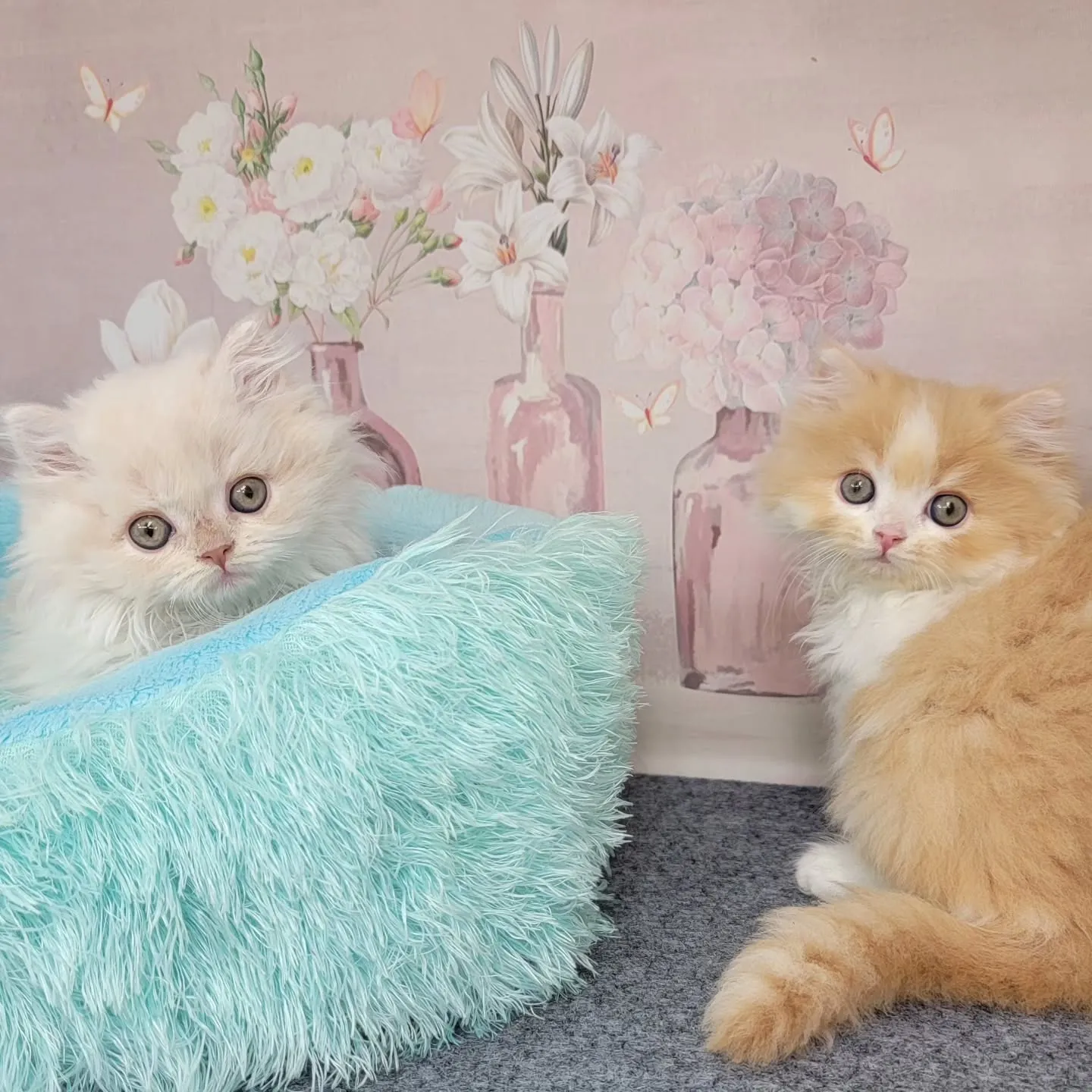 現在ご紹介中のミヌエット足長ちゃん❤️