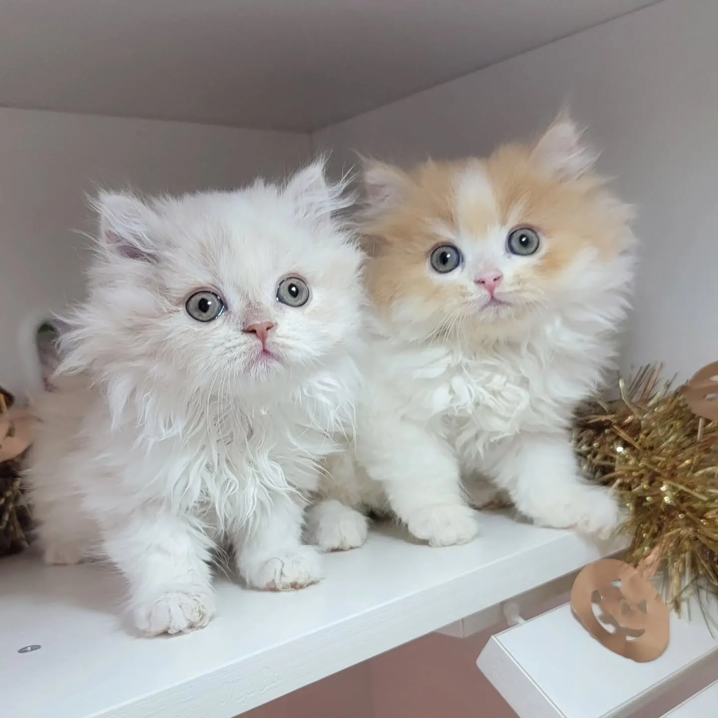 現在ご紹介中のミヌエット足長ちゃん❤️