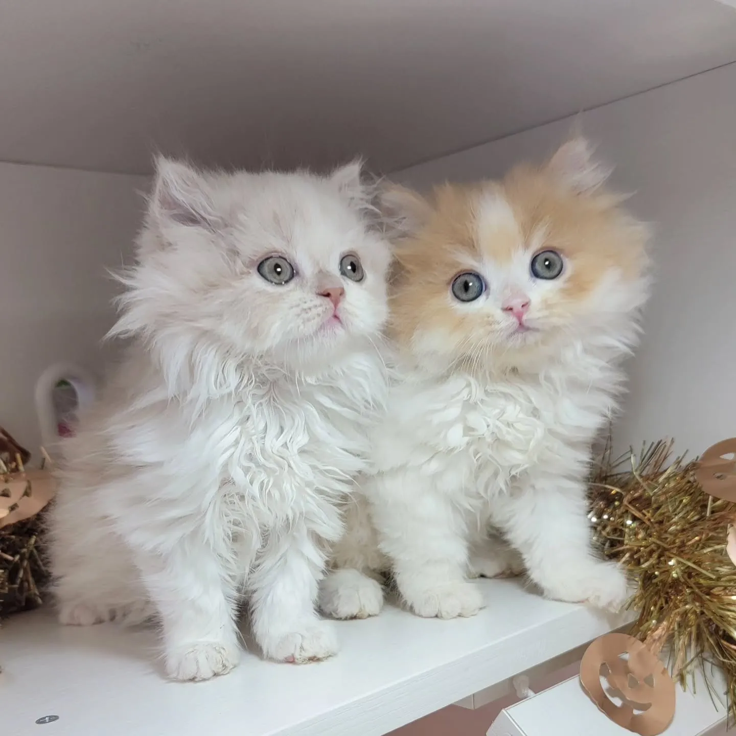 現在ご紹介中のミヌエット足長ちゃん❤️