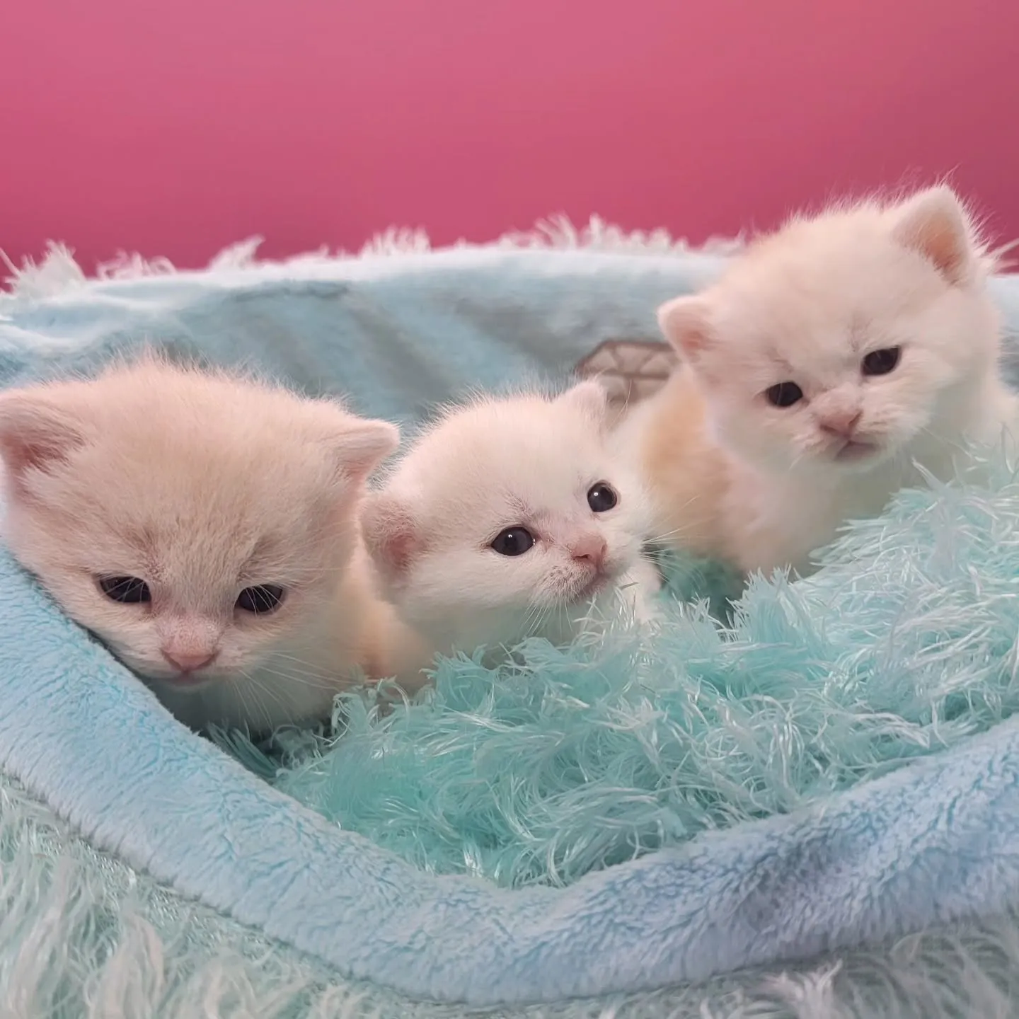 すくすく成長中だにゃ🎶