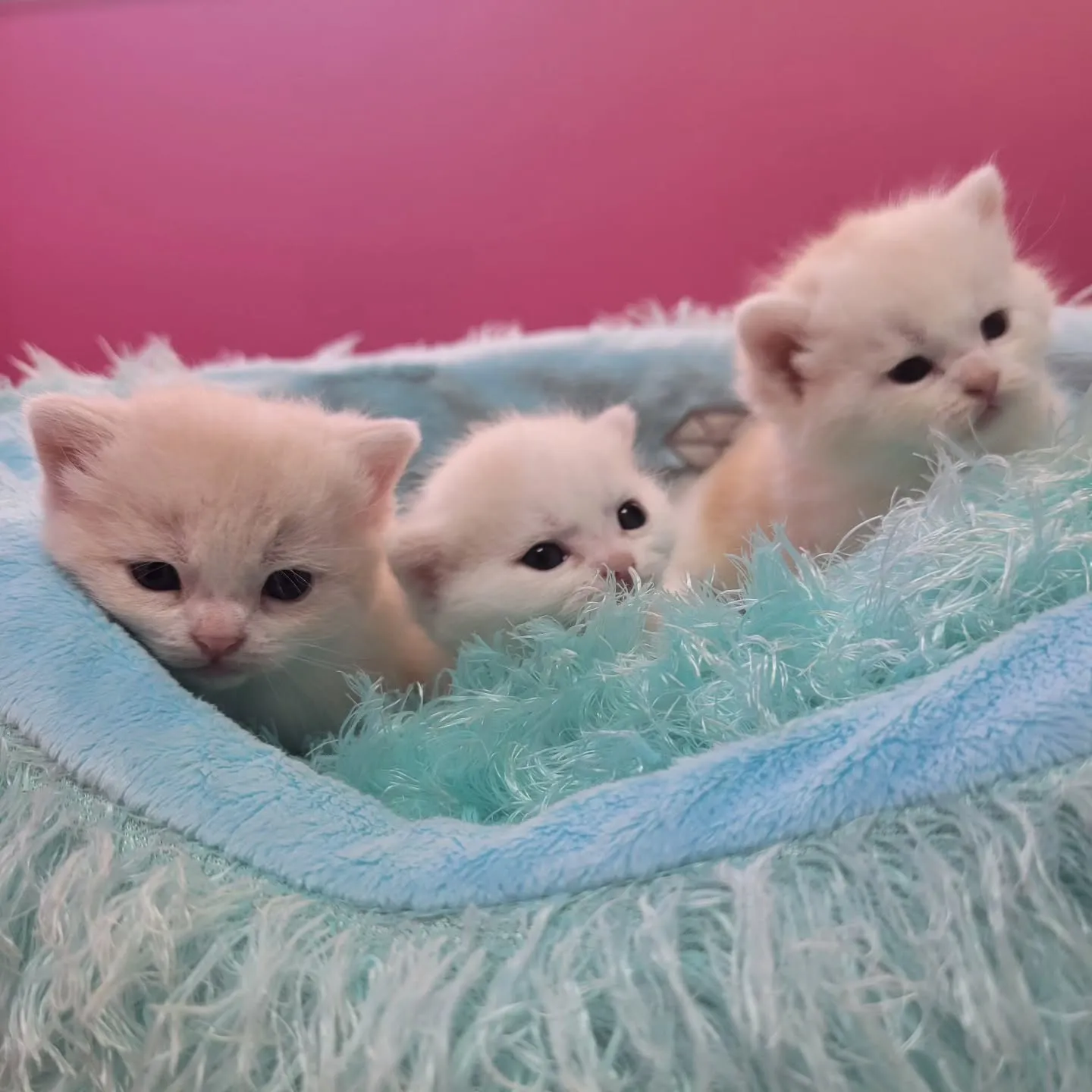 すくすく成長中だにゃ🎶