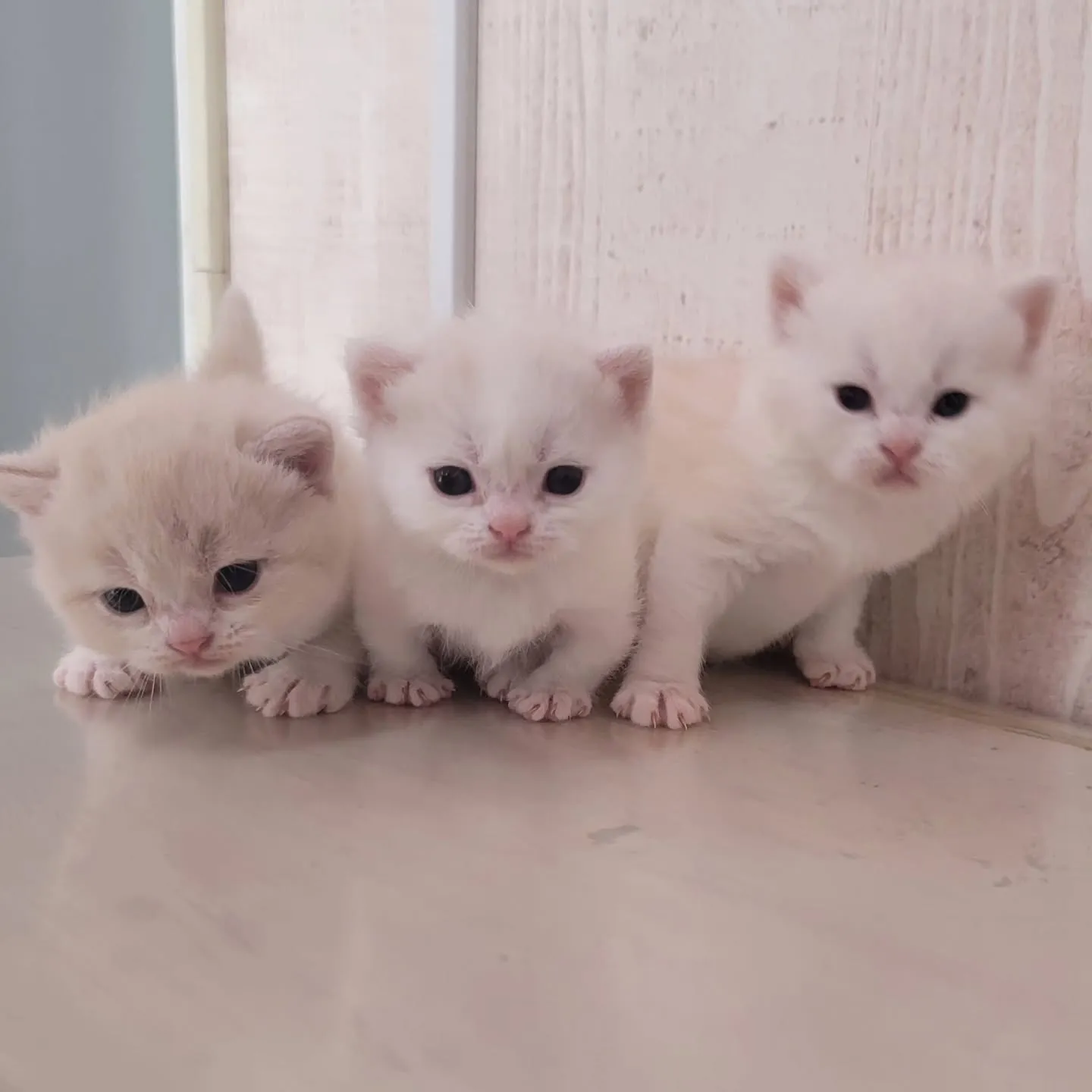 すくすく成長中だにゃ🎶