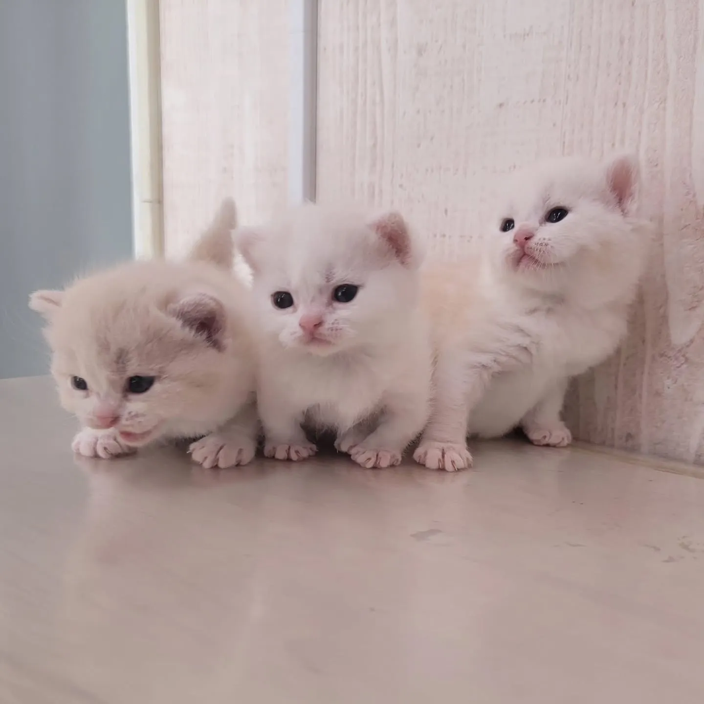 すくすく成長中だにゃ🎶