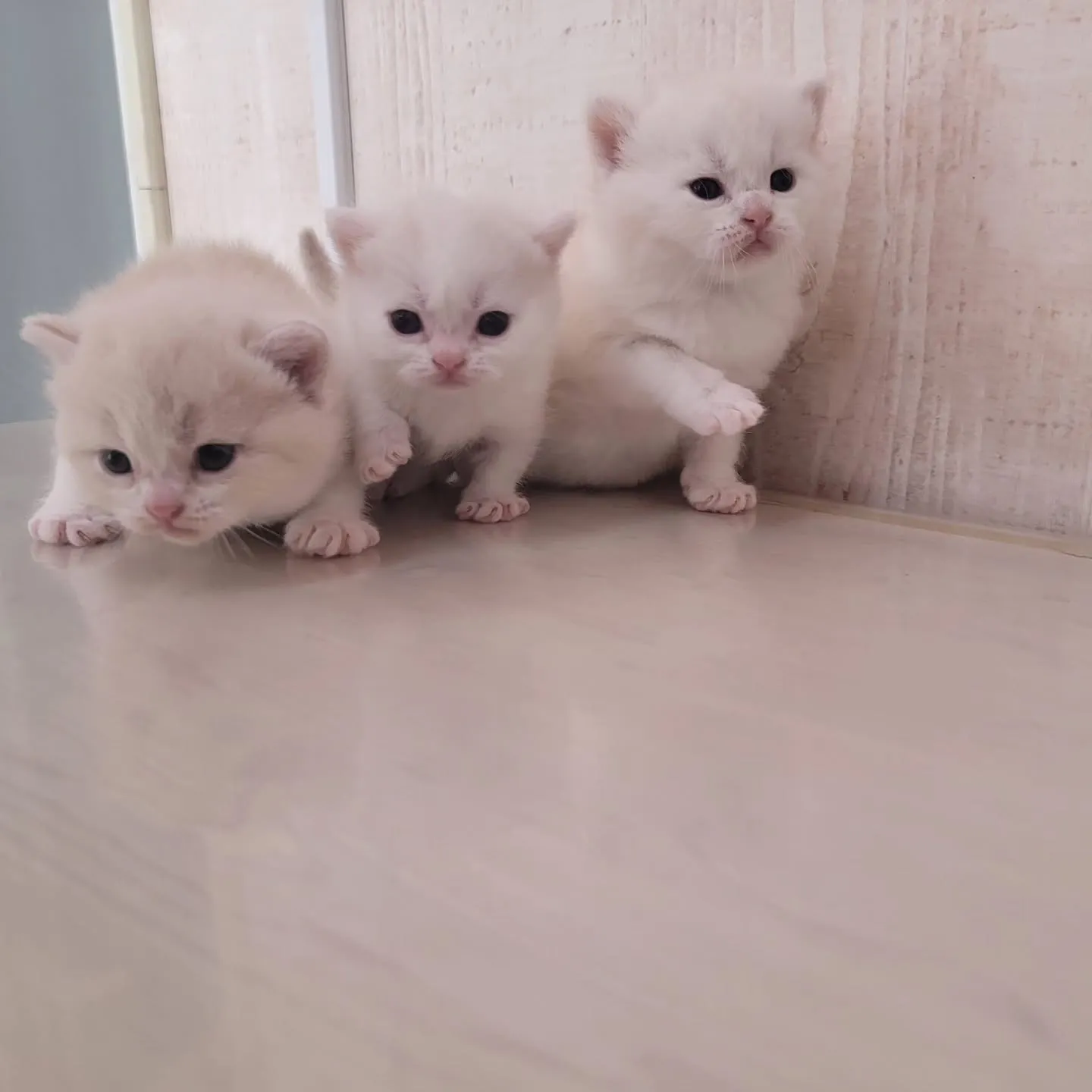 すくすく成長中だにゃ🎶