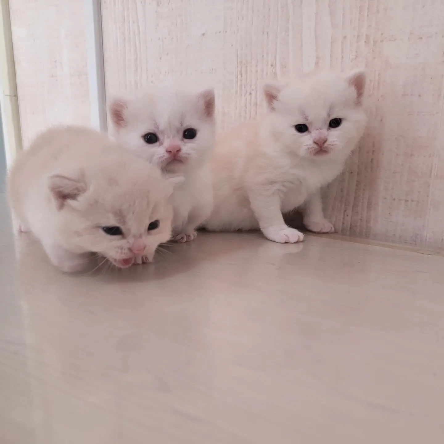 すくすく成長中だにゃ🎶