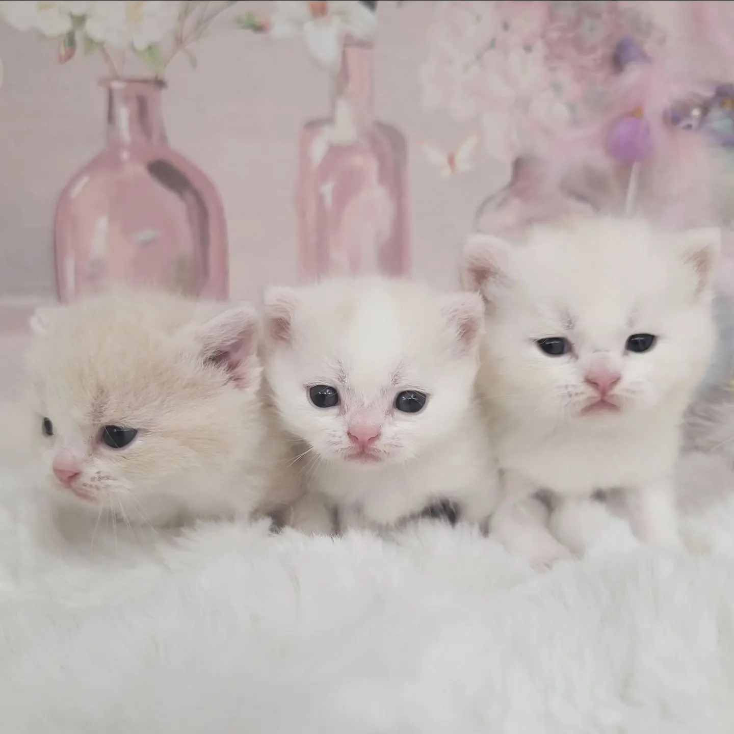 すくすく成長中だにゃ🎶