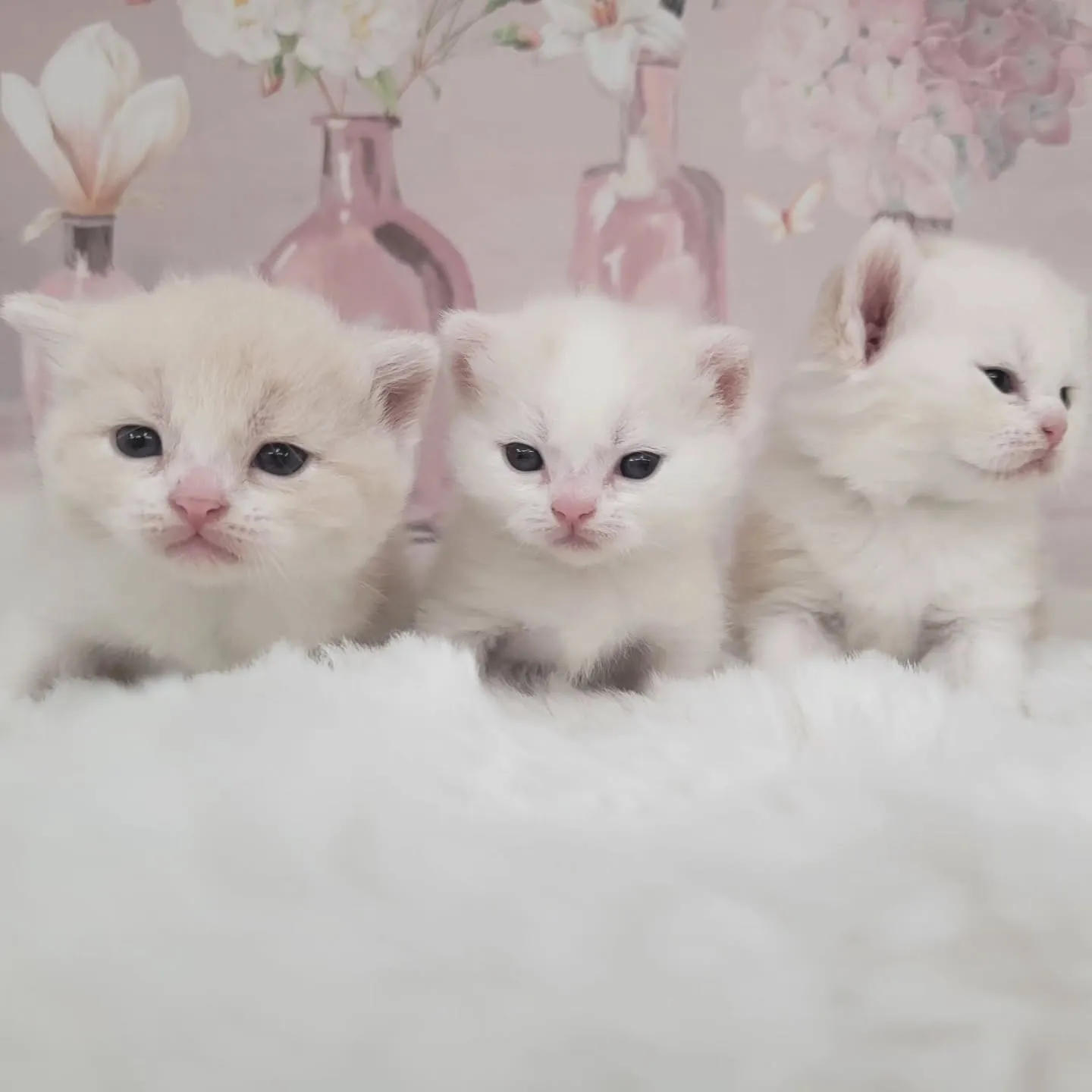 すくすく成長中だにゃ🎶