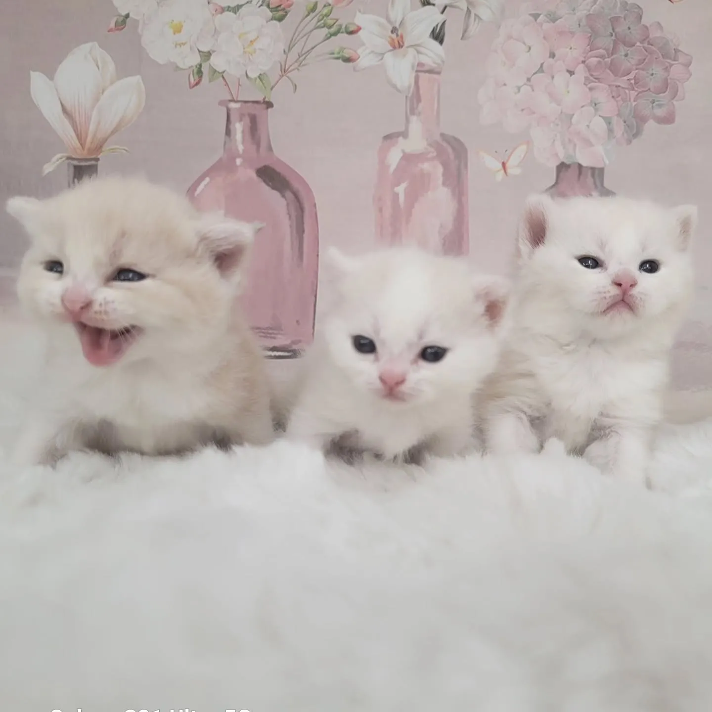 すくすく成長中だにゃ🎶