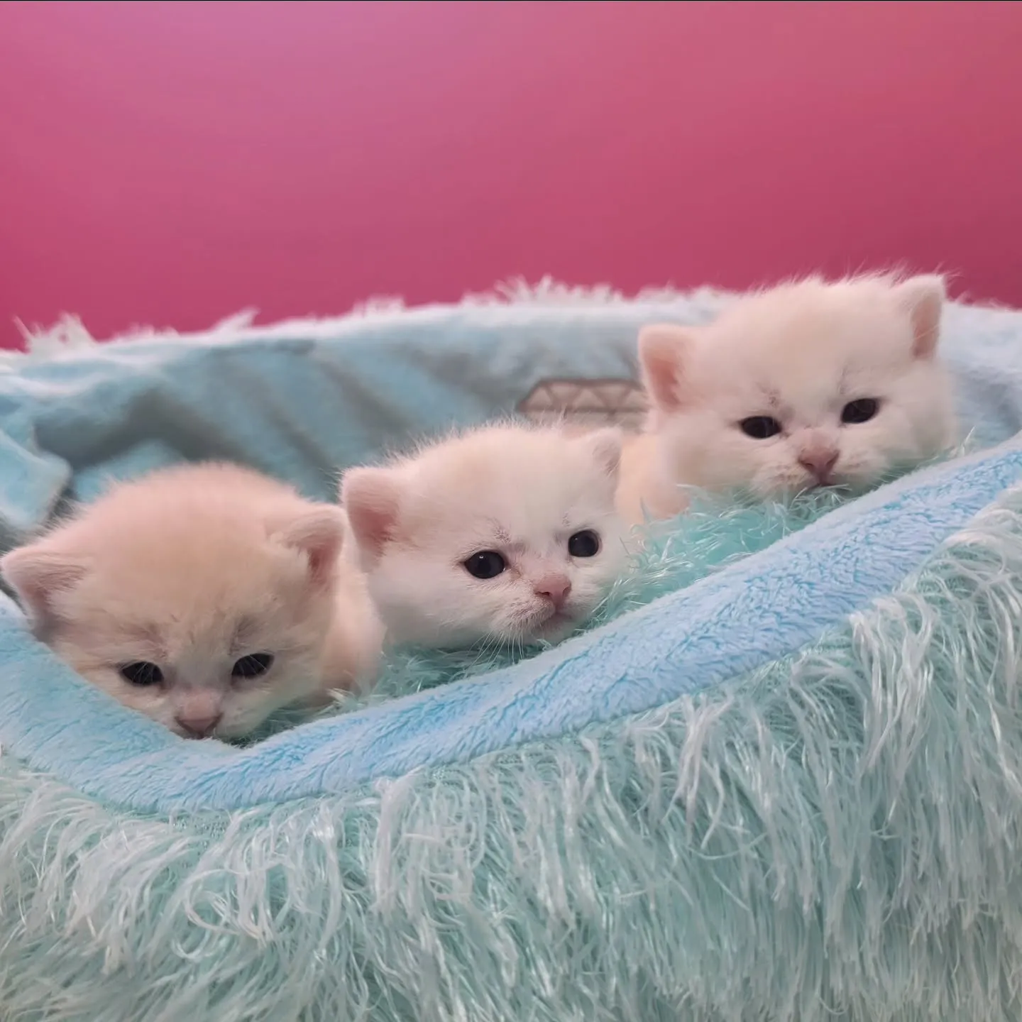 すくすく成長中だにゃ🎶