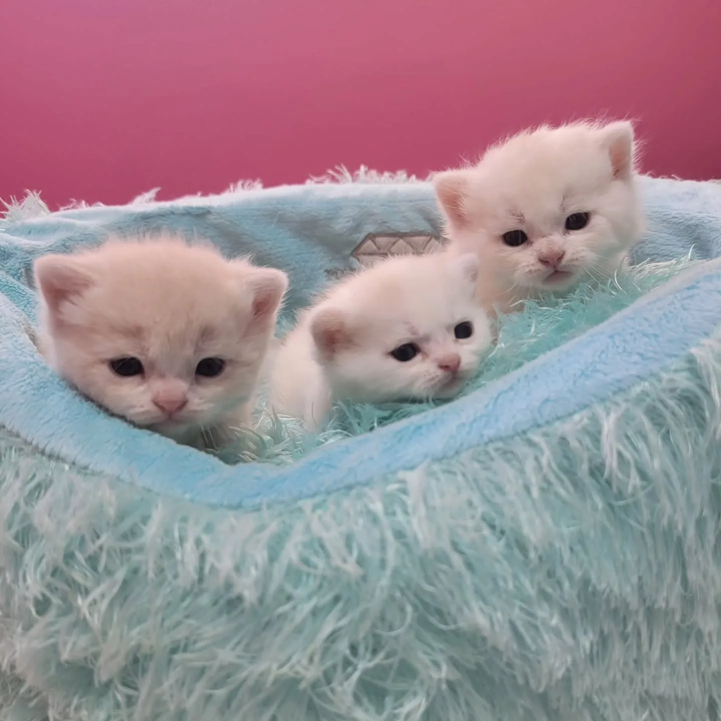 すくすく成長中だにゃ🎶