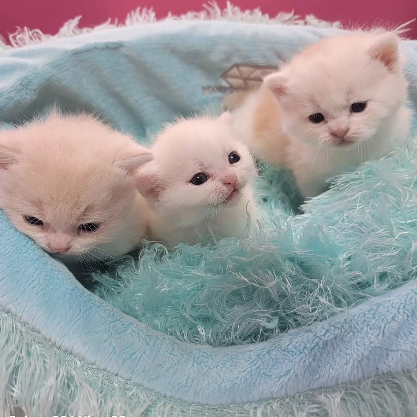 すくすく成長中だにゃ🎶