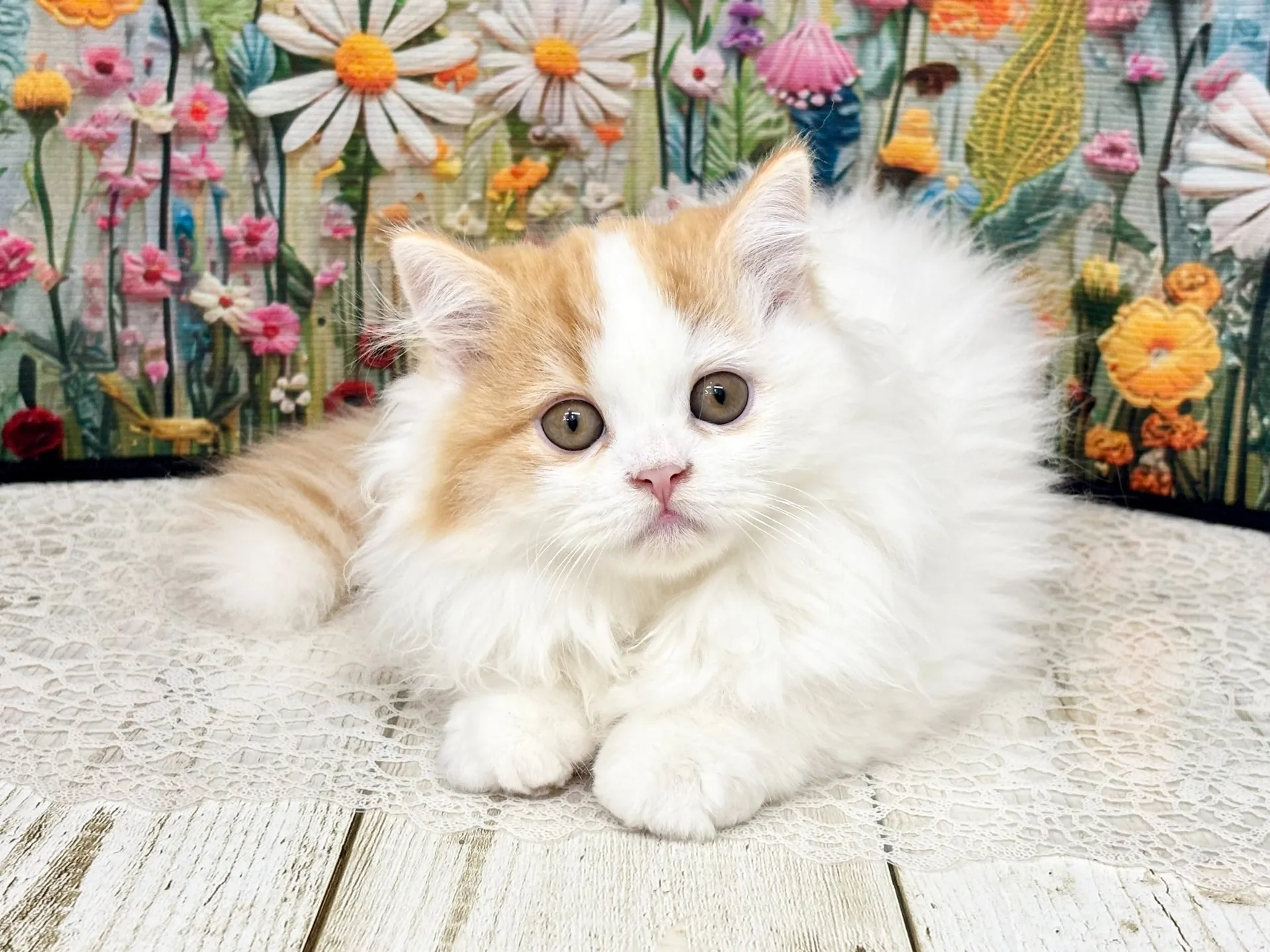 売約済★ミヌエット（足長）★オス★ No.3003