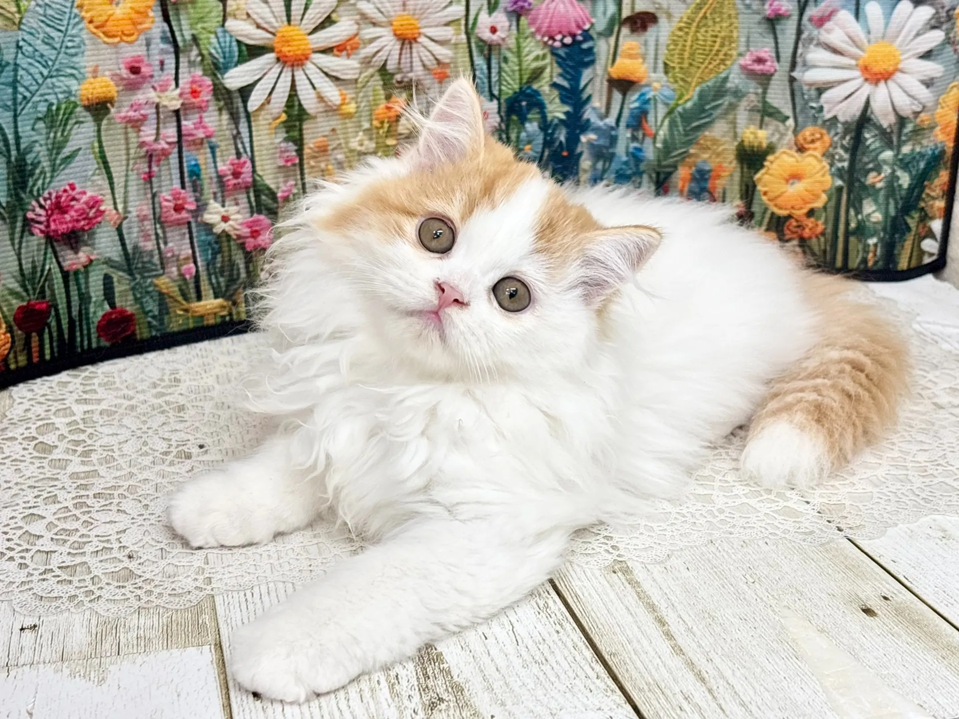 売約済★ミヌエット（足長）★オス★ No.3003