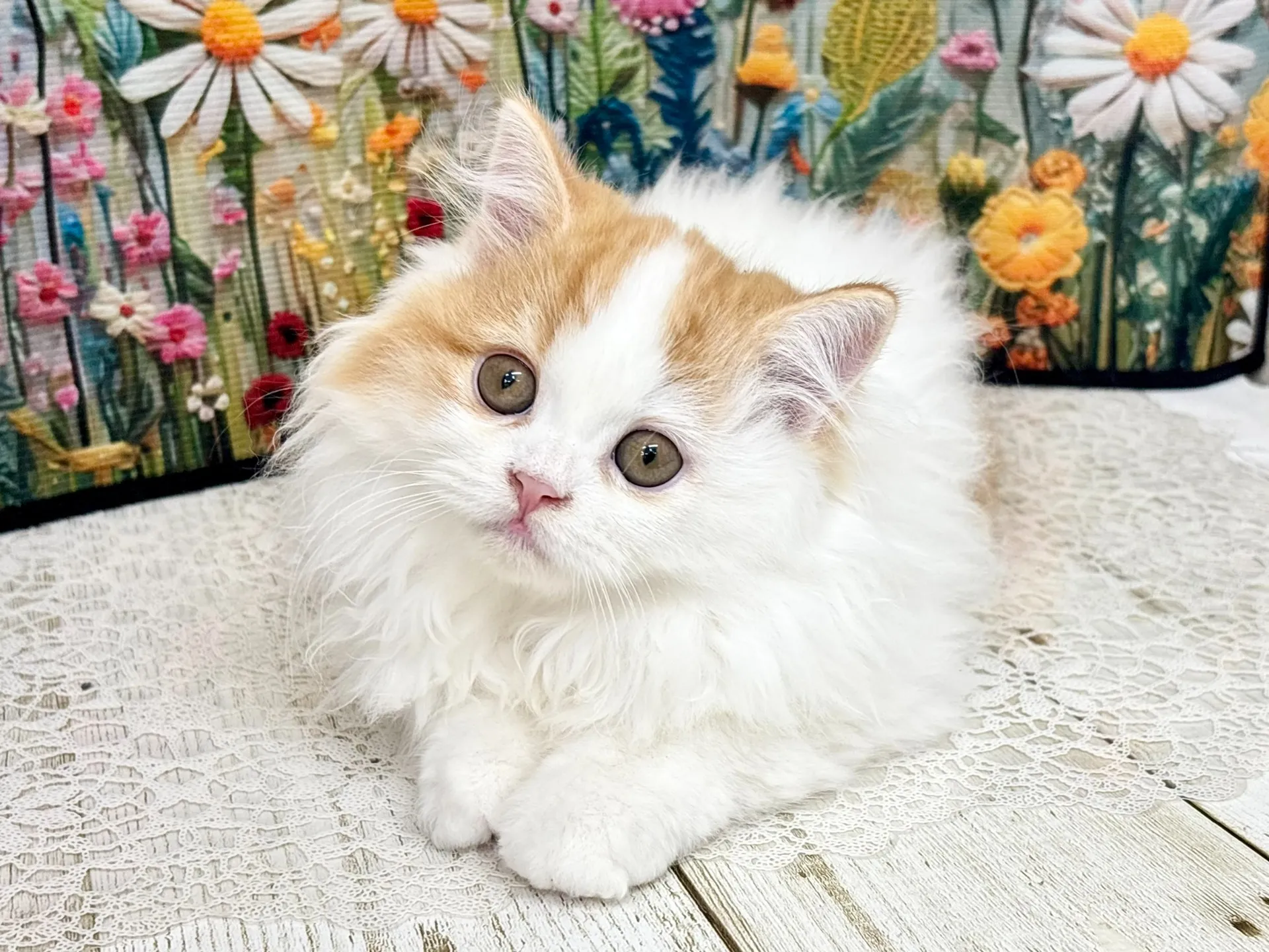 売約済★ミヌエット（足長）★オス★ No.3003