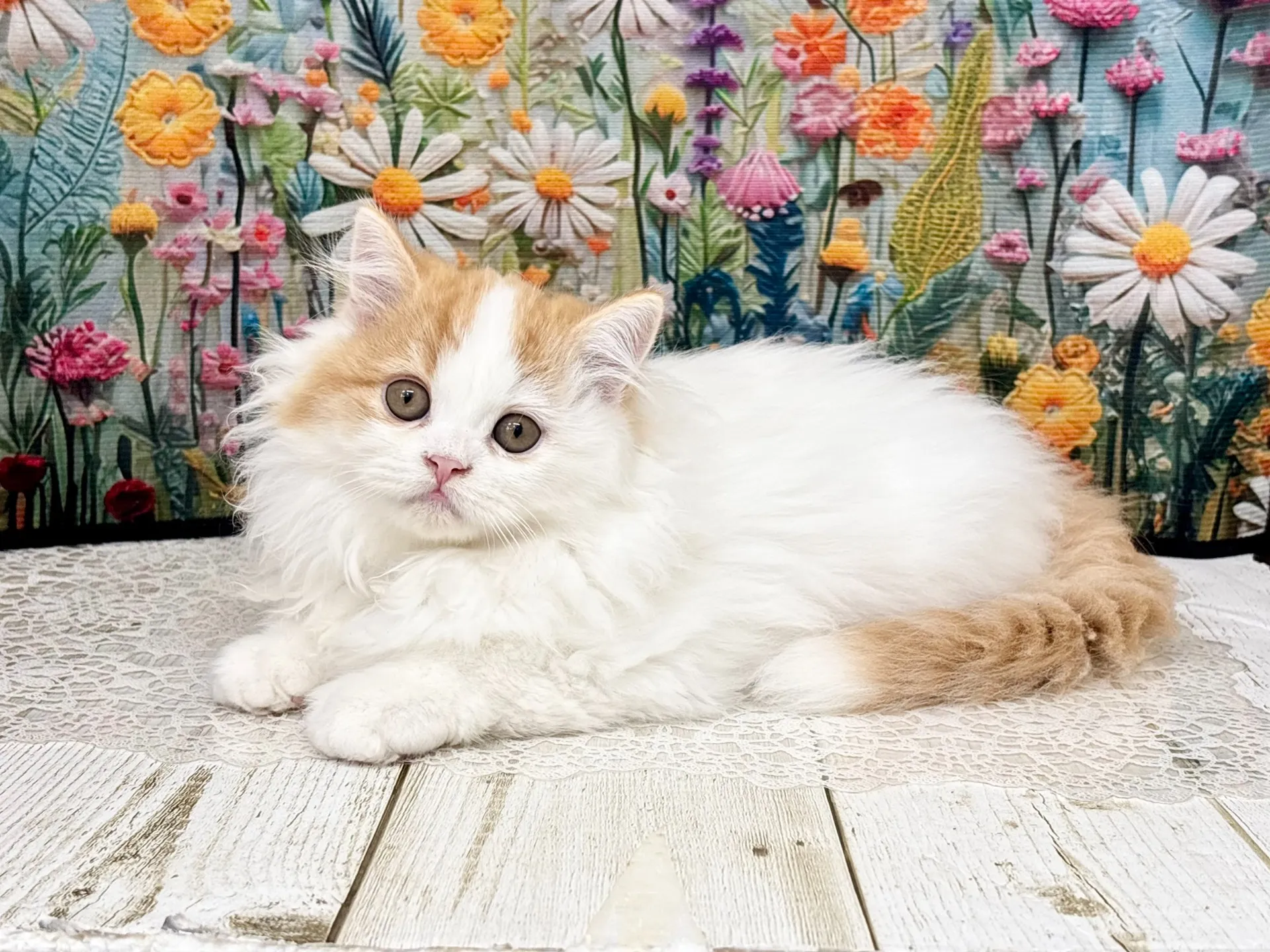 売約済★ミヌエット（足長）★オス★ No.3003