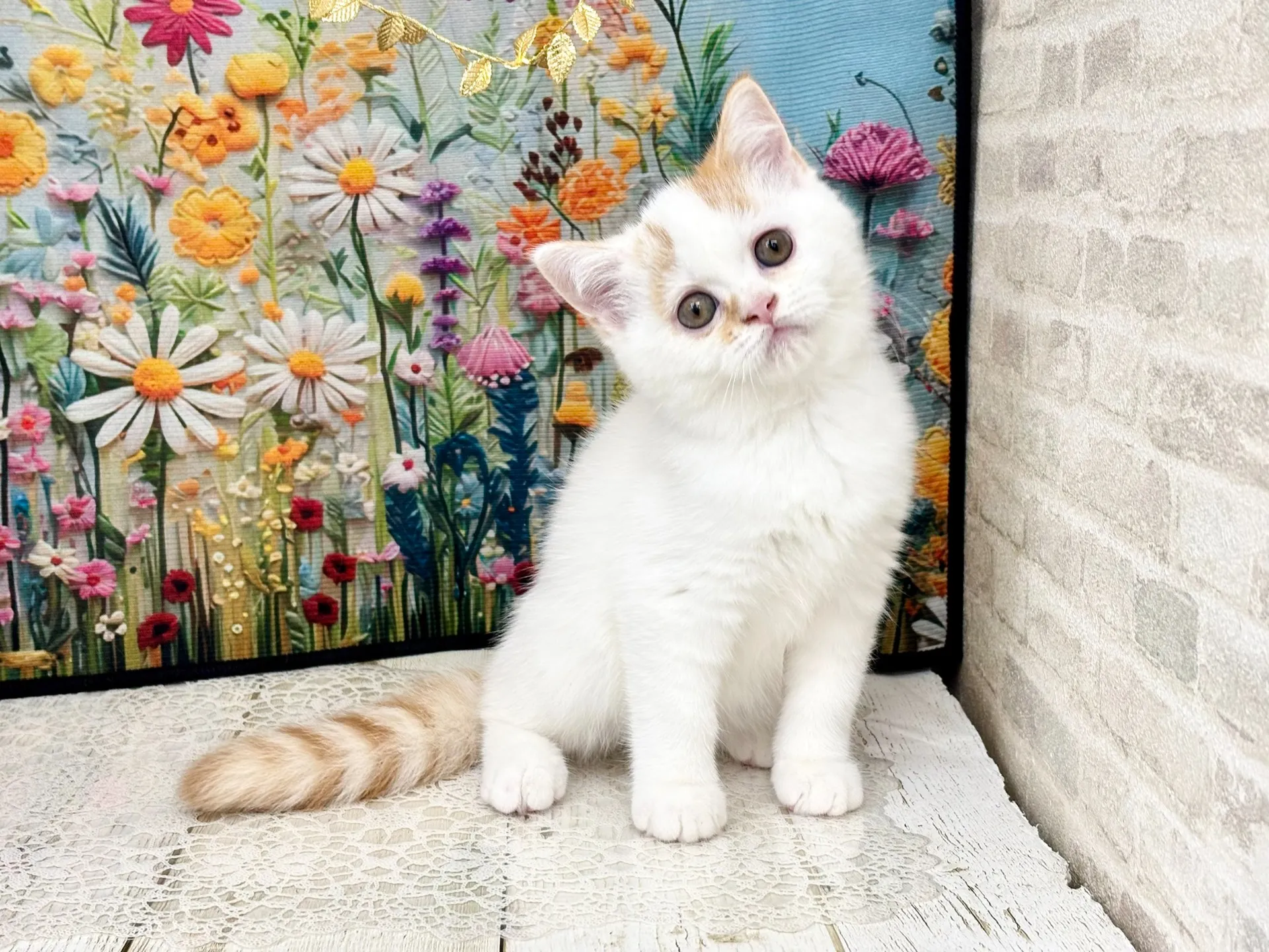 ★ミヌエット（足長）★オス★ No.3002