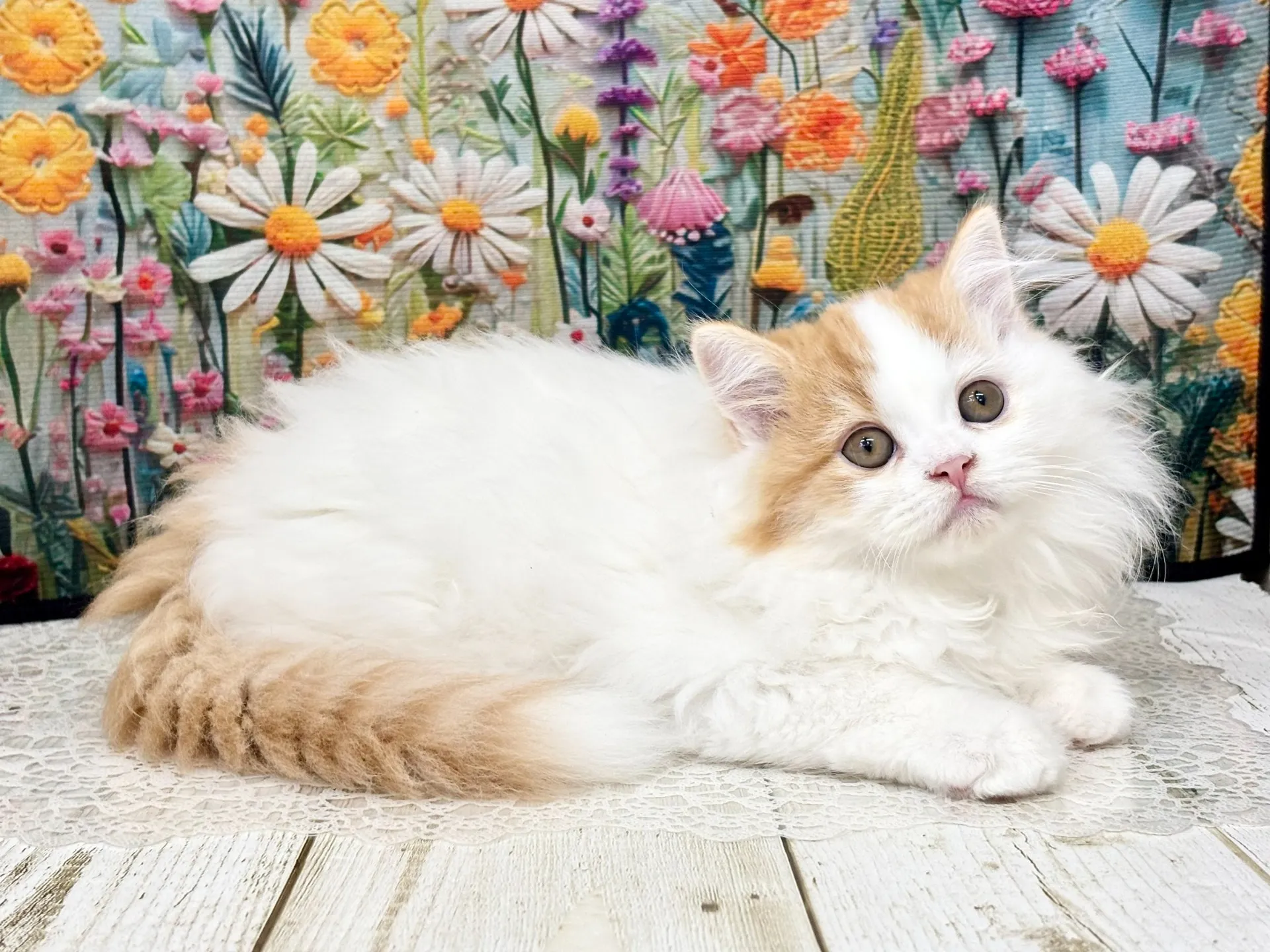 売約済★ミヌエット（足長）★オス★ No.3003