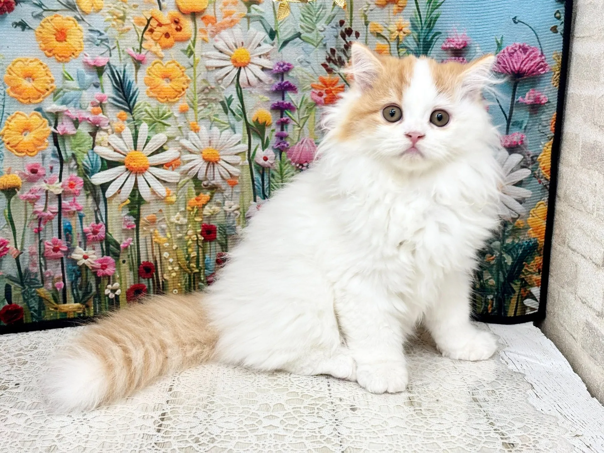 売約済★ミヌエット（足長）★オス★ No.3003