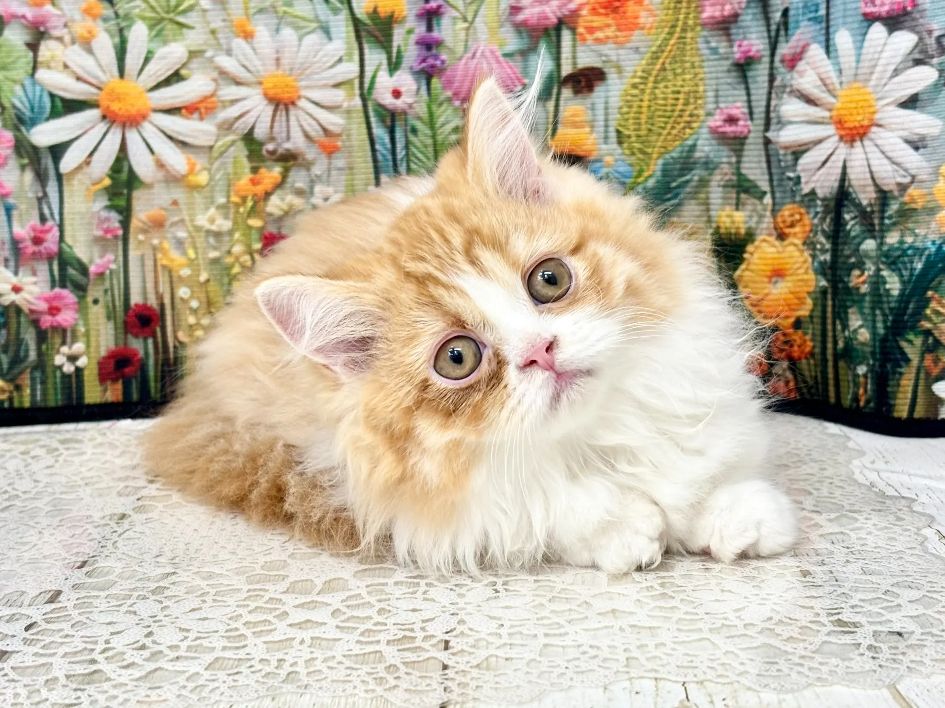 売約済★ミヌエット（短足）★メス★ No.3004