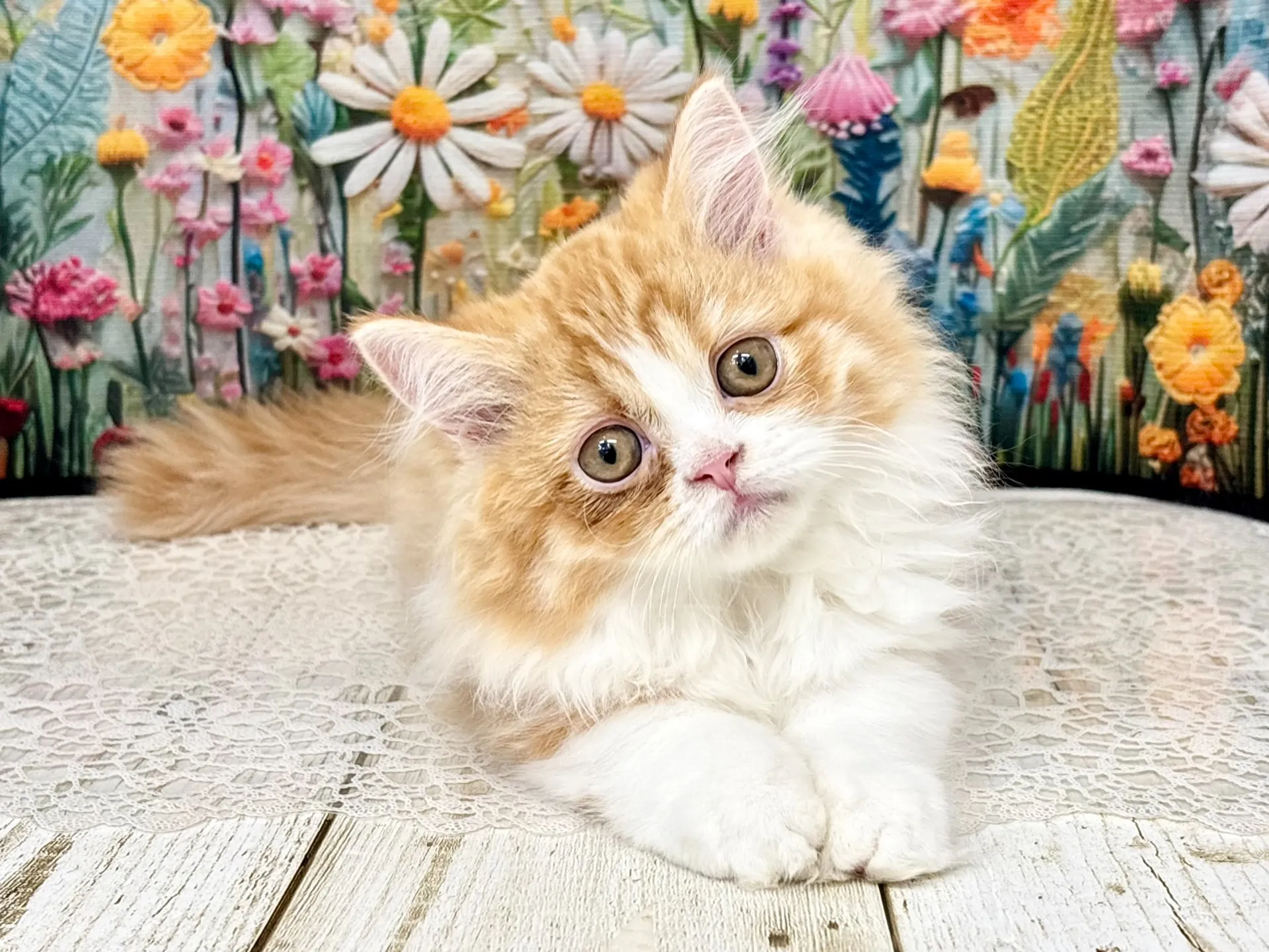 売約済★ミヌエット（短足）★メス★ No.3004