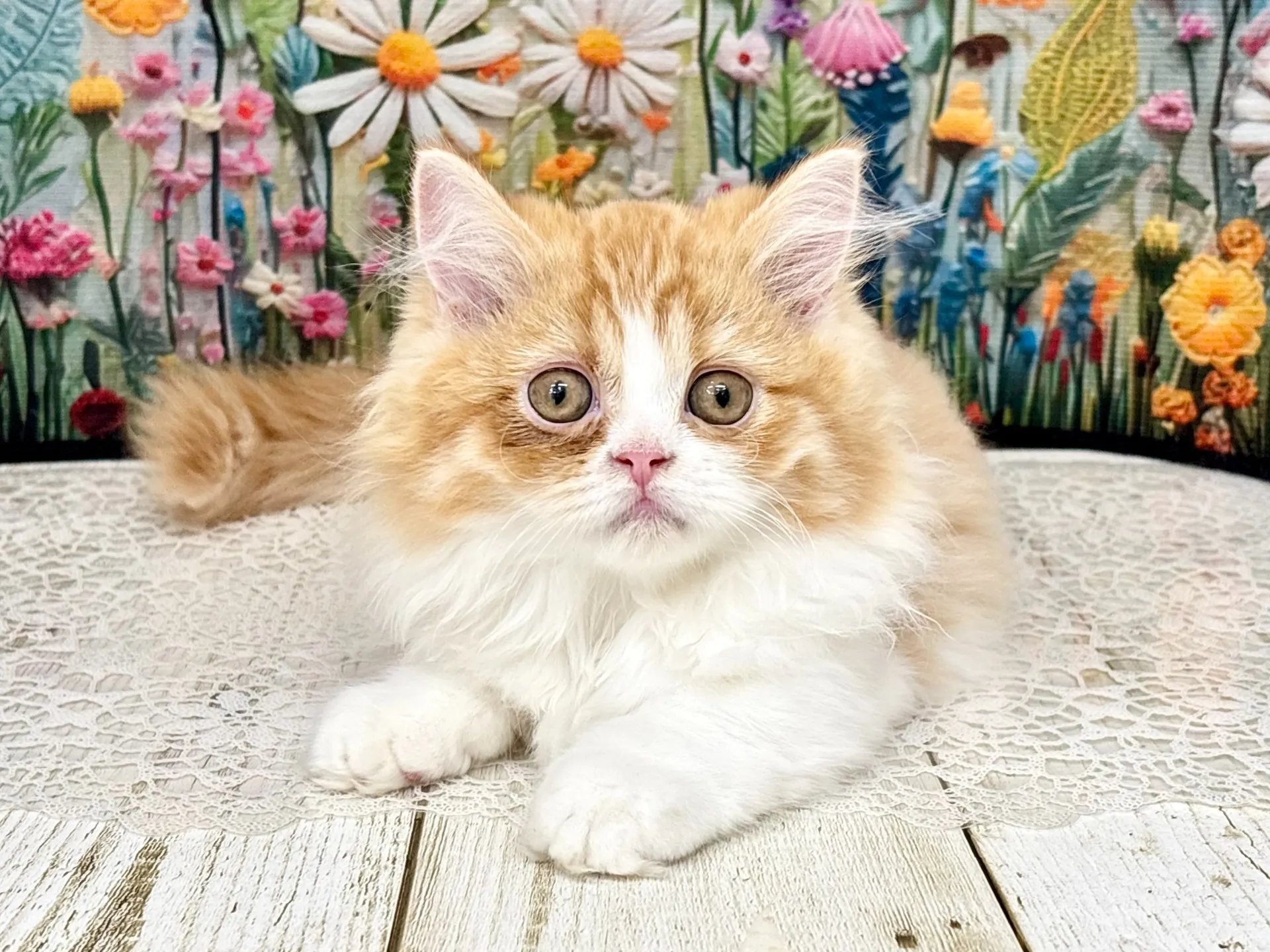 売約済★ミヌエット（短足）★メス★ No.3004