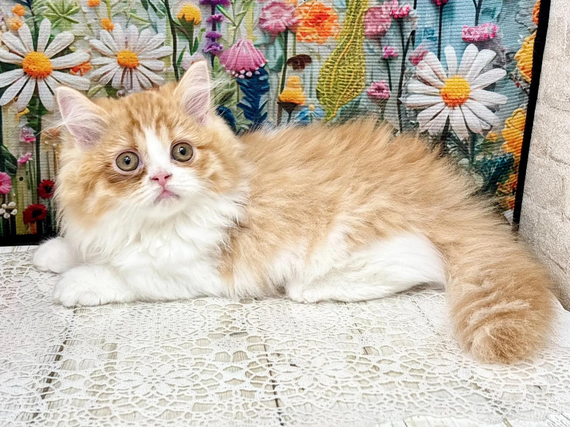 売約済★ミヌエット（短足）★メス★ No.3004