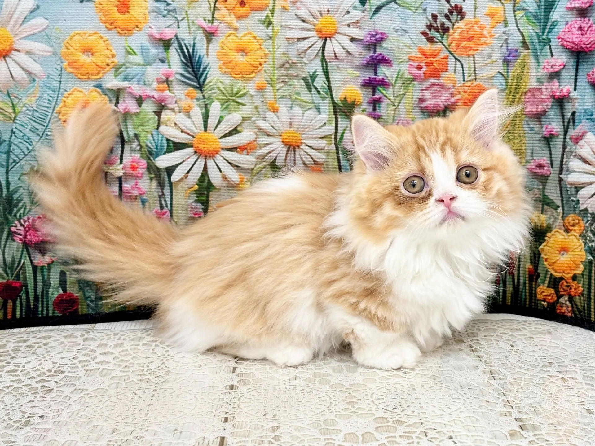 売約済★ミヌエット（短足）★メス★ No.3004