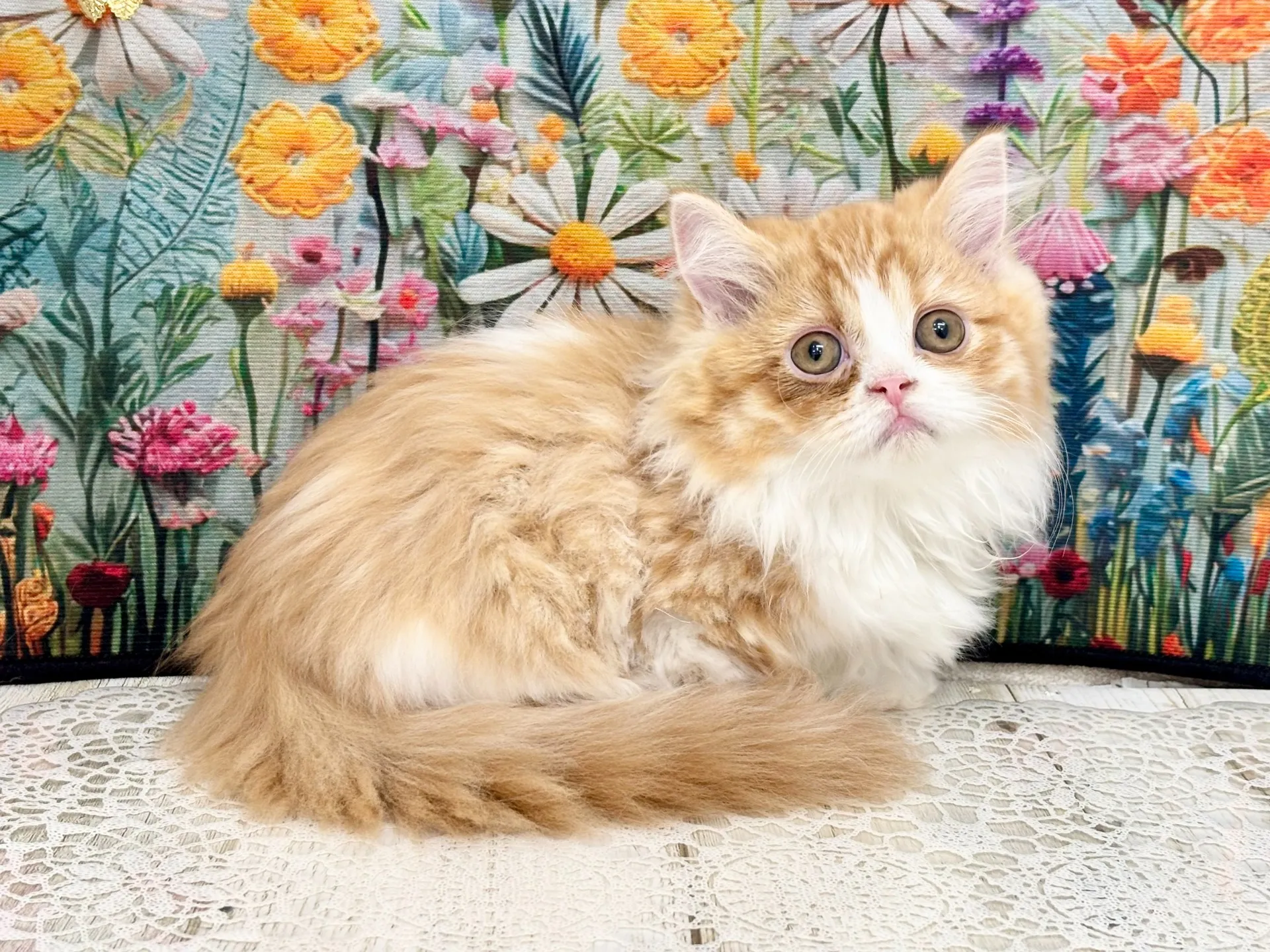 売約済★ミヌエット（短足）★メス★ No.3004