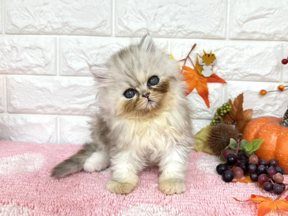 ★ミヌエット(足長)★メス★ No.3032