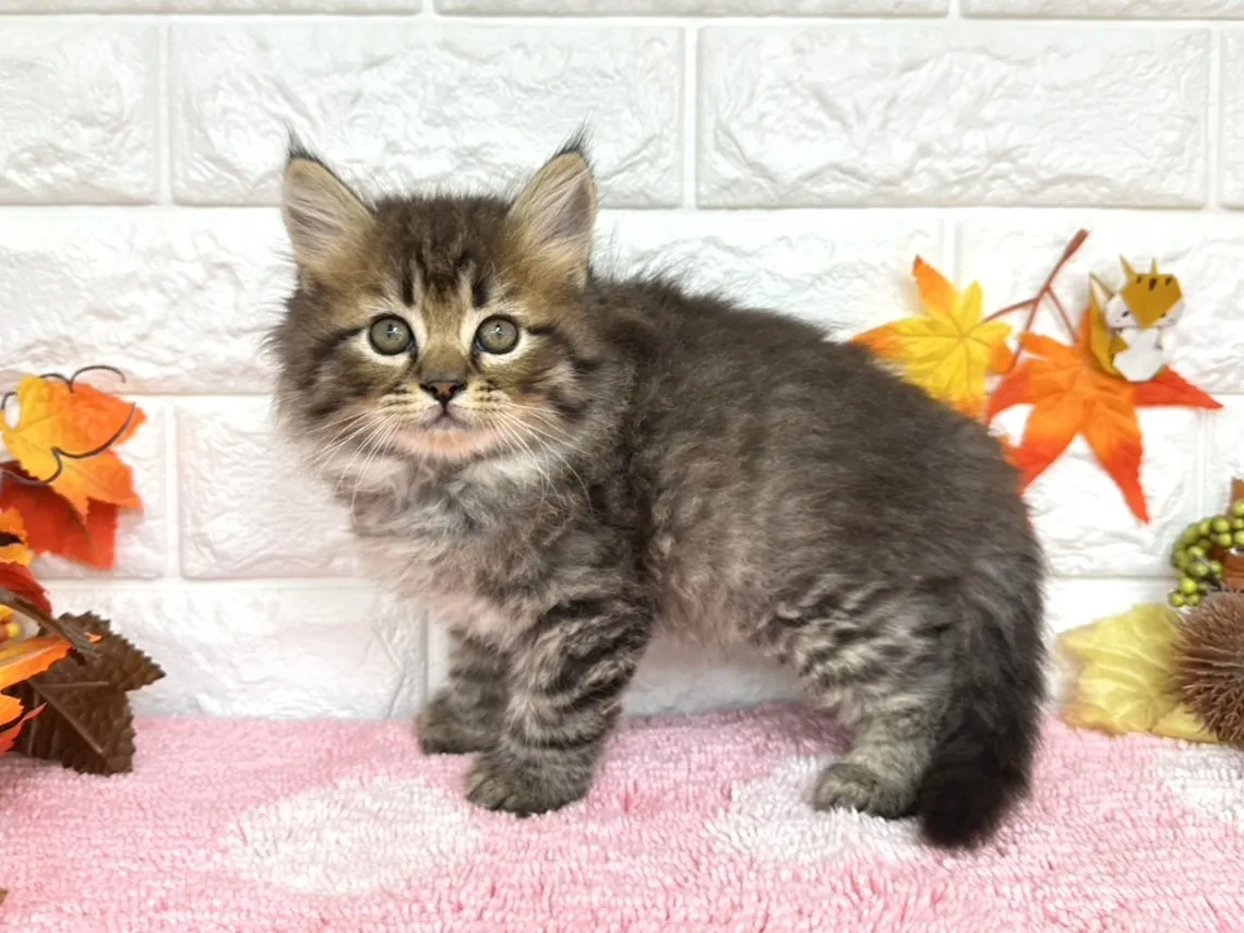 売約済★ミヌエット（足長）★オス★ No.3031