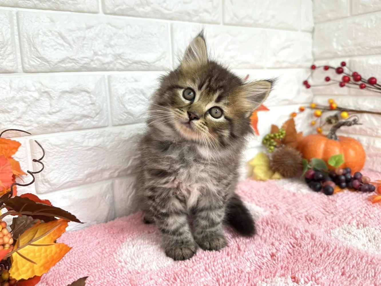 売約済★ミヌエット（足長）★オス★ No.3031