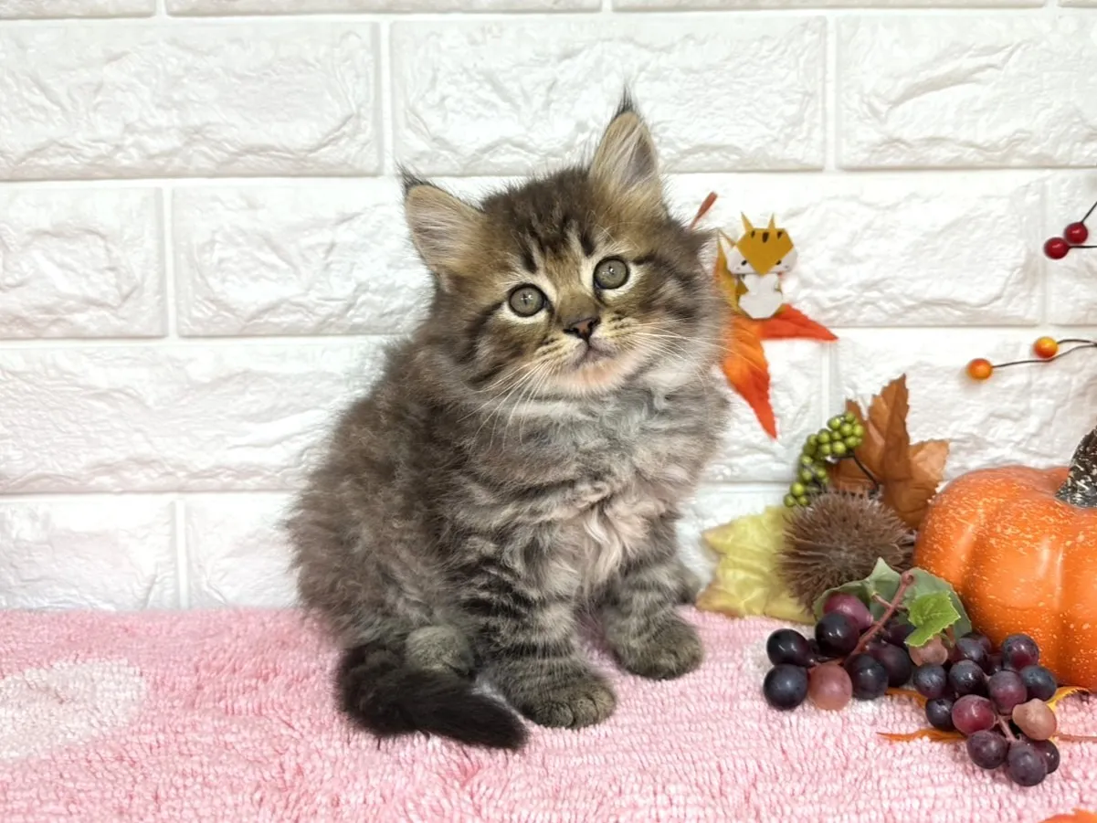 売約済★ミヌエット（足長）★オス★ No.3031