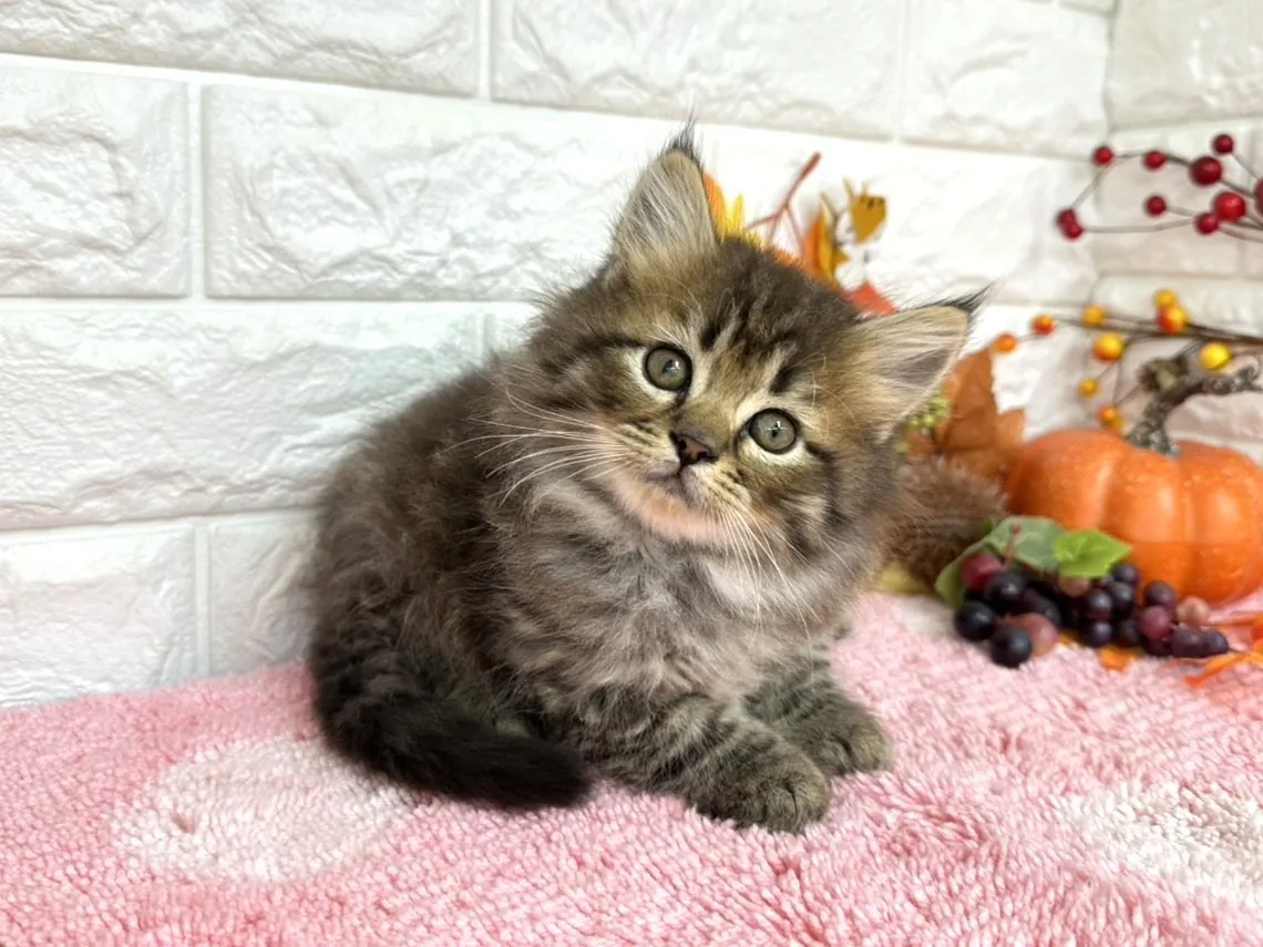 売約済★ミヌエット（足長）★オス★ No.3031