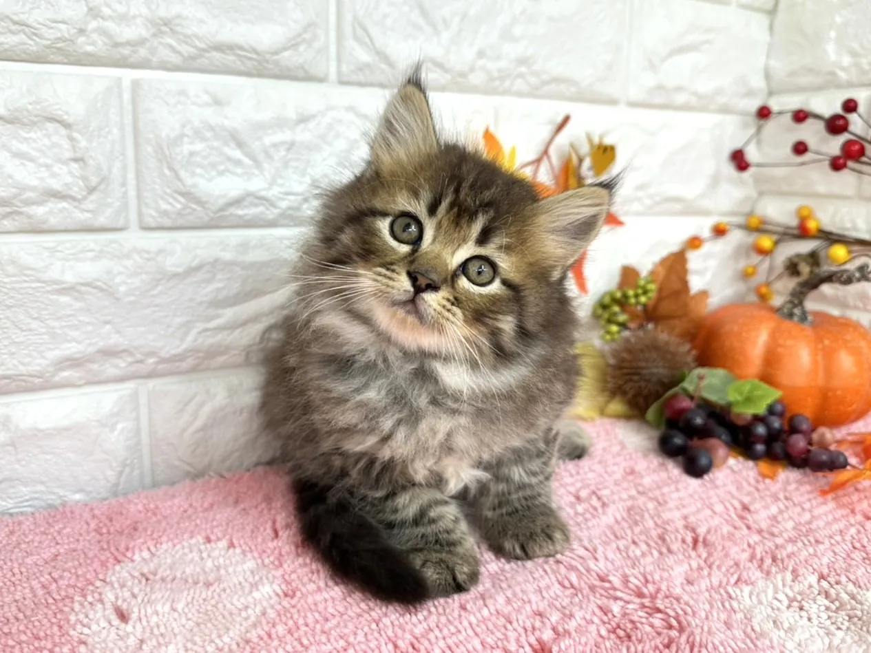 売約済★ミヌエット（足長）★オス★ No.3031