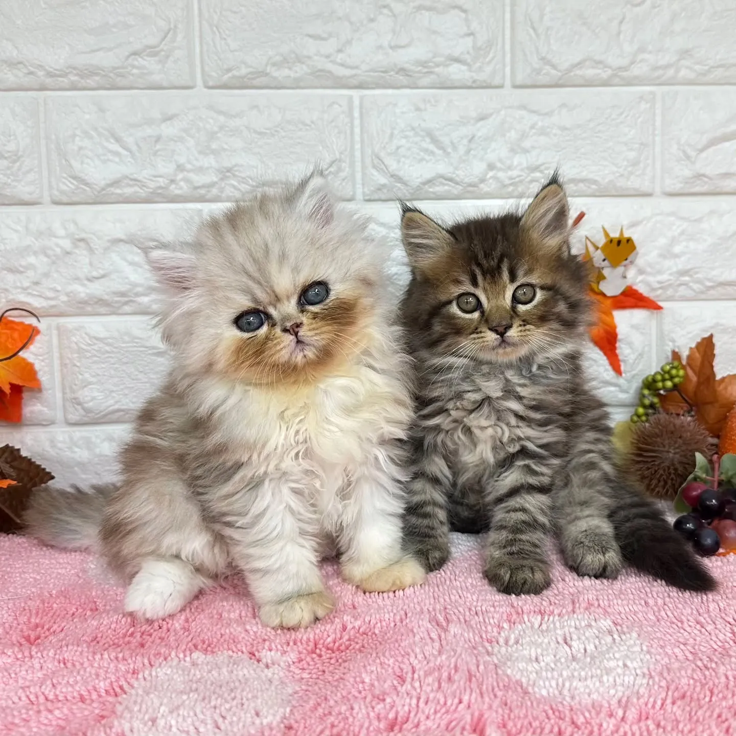 本日ご紹介のミヌエットちゃん達ですฅ^•ω•^ฅ❤