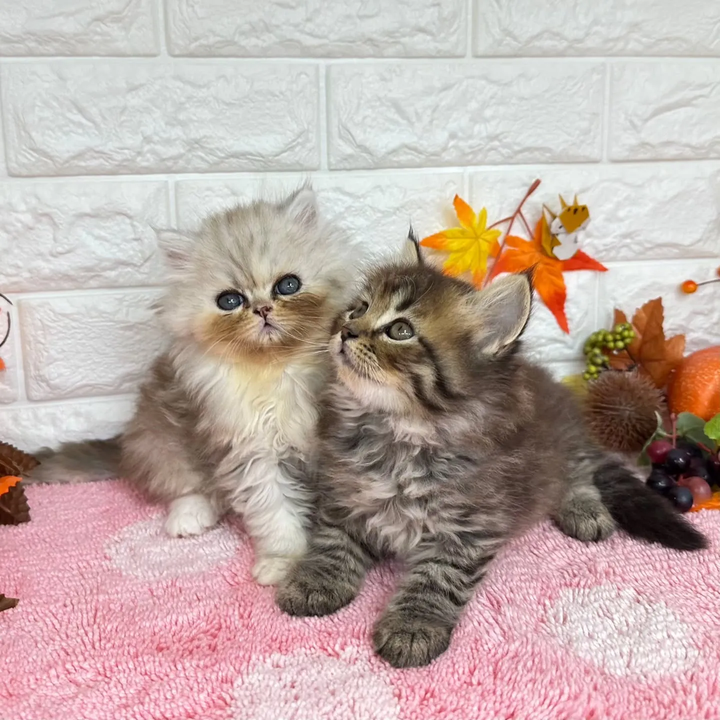 本日ご紹介のミヌエットちゃん達ですฅ^•ω•^ฅ❤