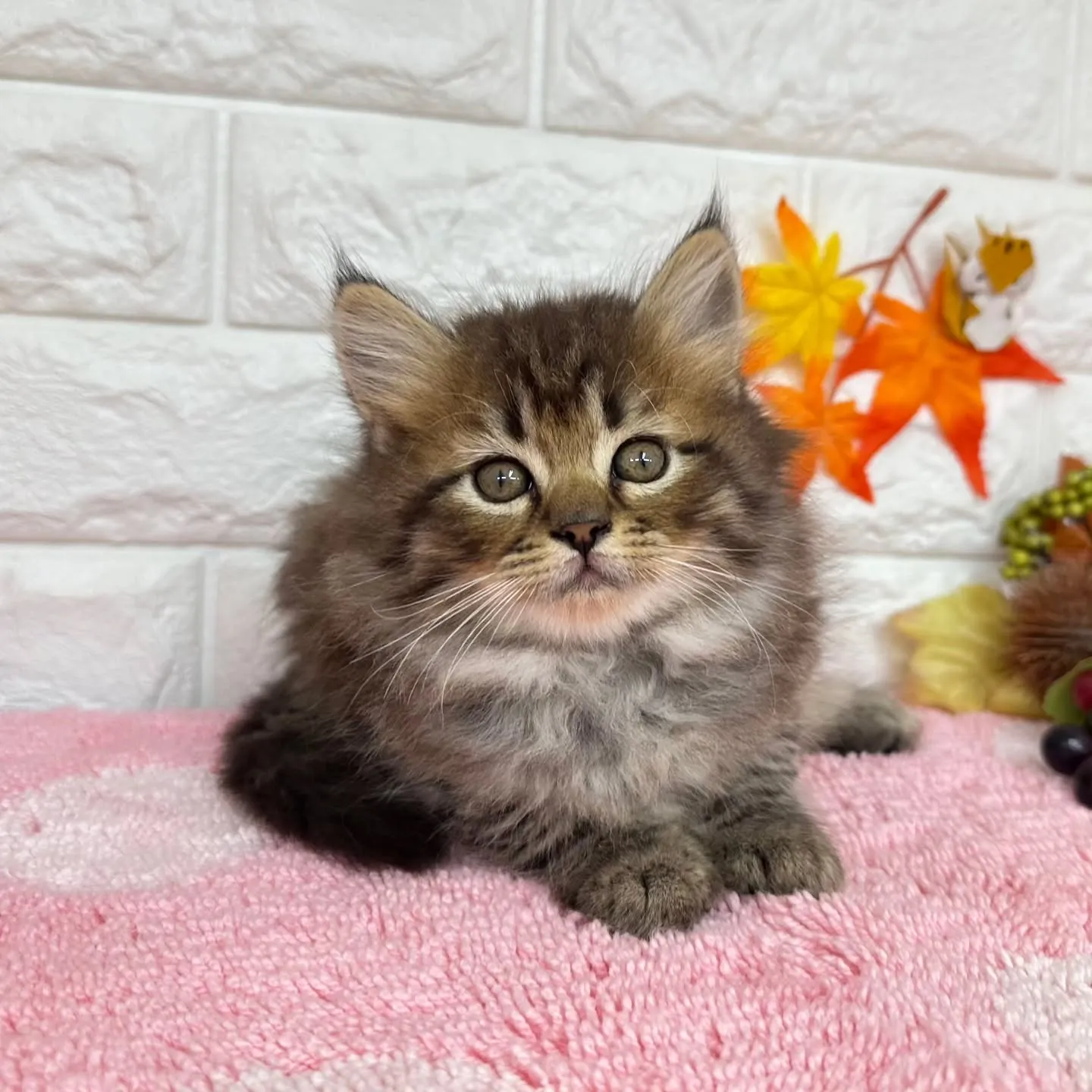 本日ご紹介のミヌエットちゃん達ですฅ^•ω•^ฅ❤