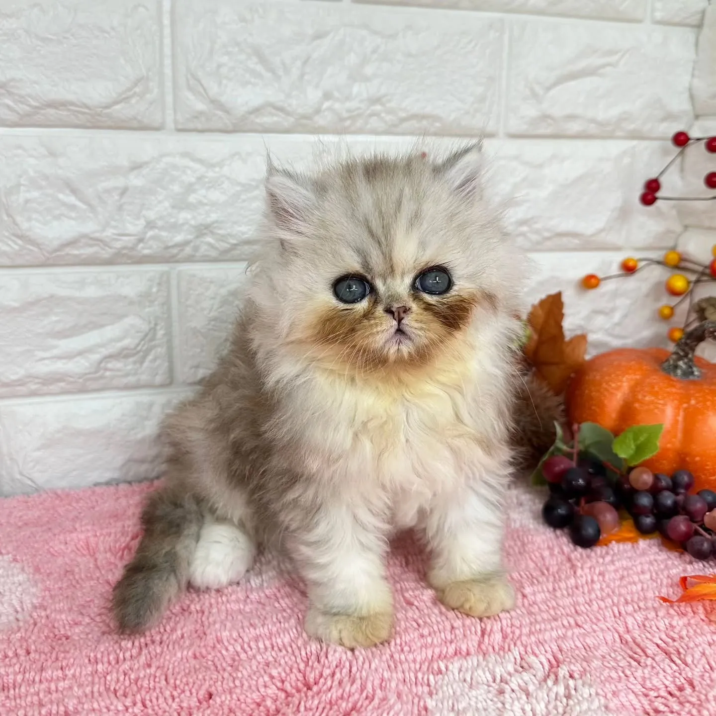 本日ご紹介のミヌエットちゃん達ですฅ^•ω•^ฅ❤