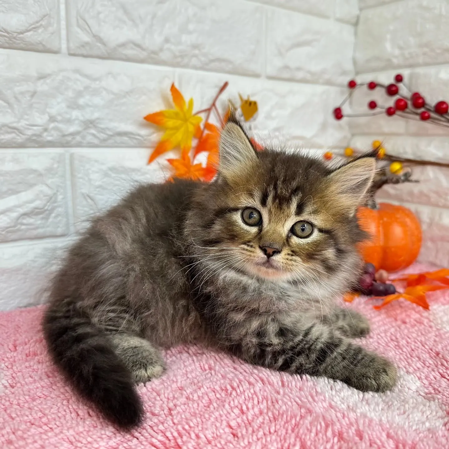 本日ご紹介のミヌエットちゃん達ですฅ^•ω•^ฅ❤