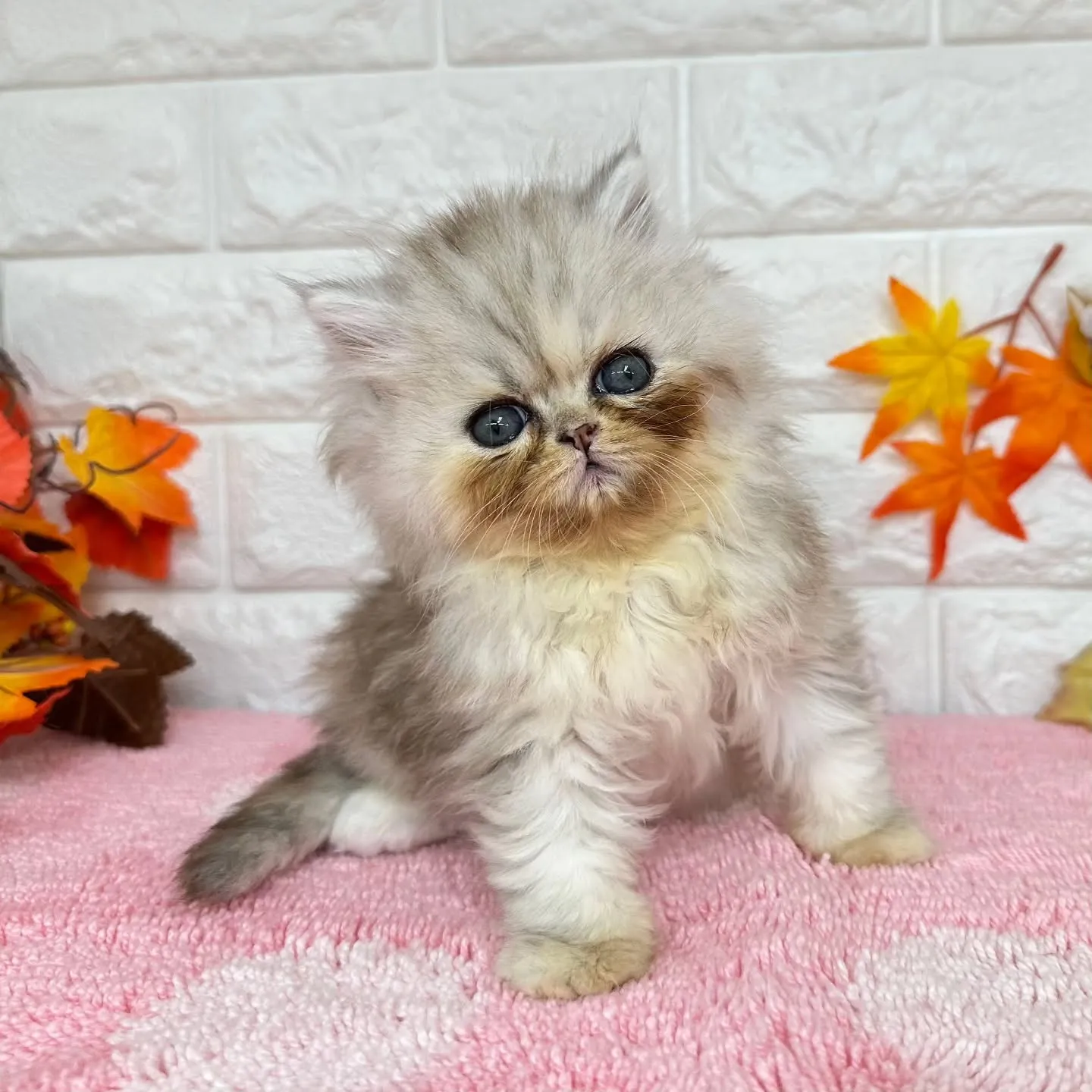 本日ご紹介のミヌエットちゃん達ですฅ^•ω•^ฅ❤